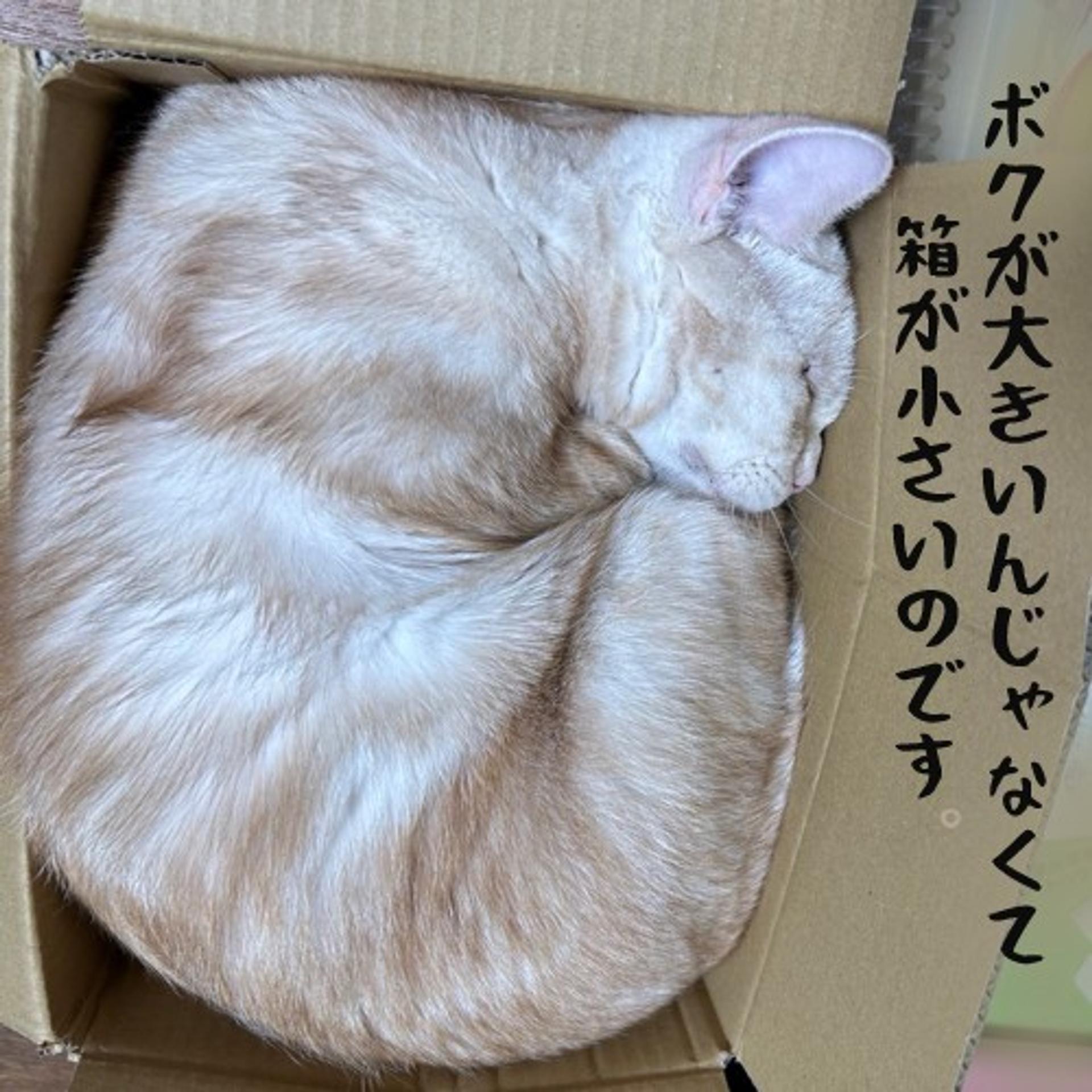 pet-image-7