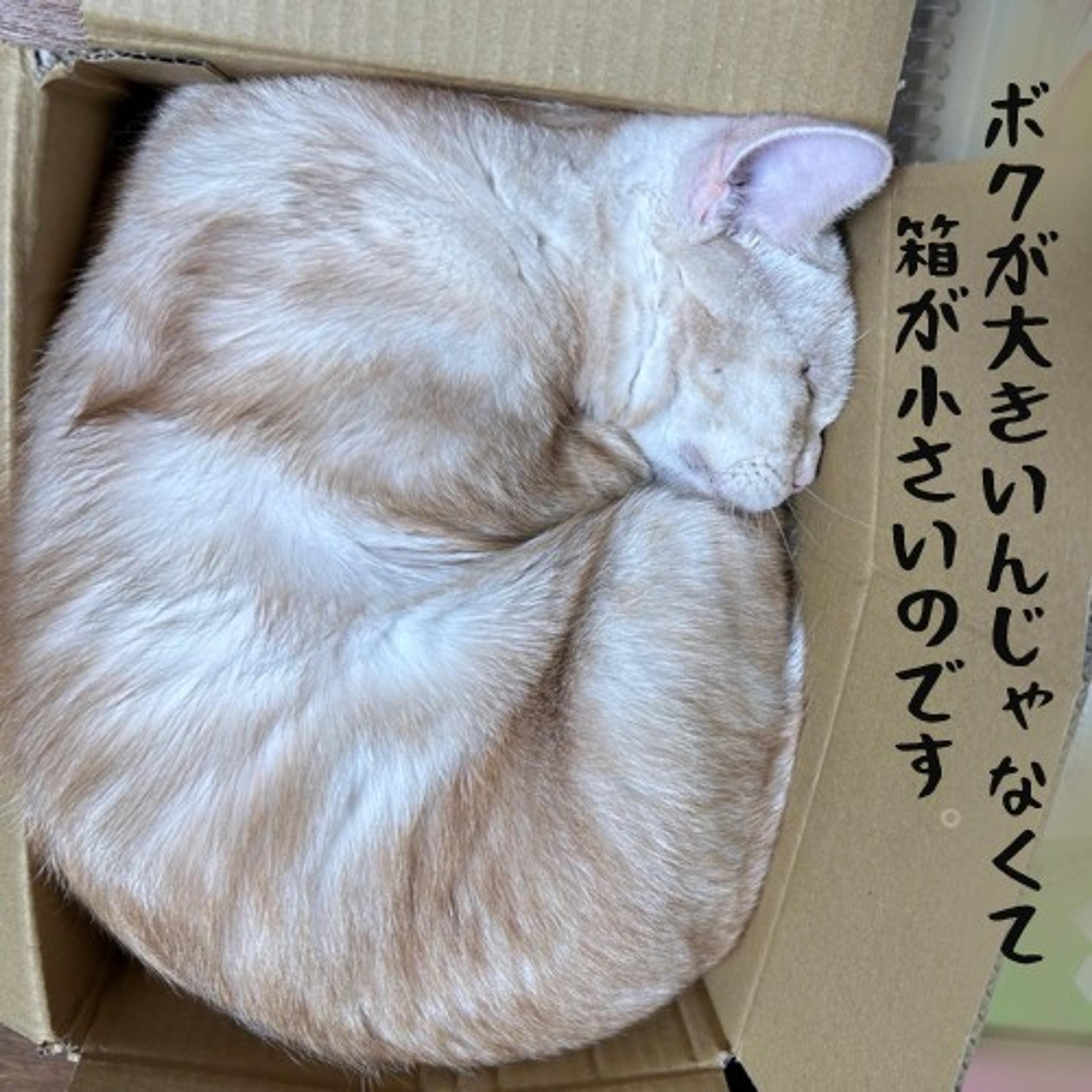 pet-image-7