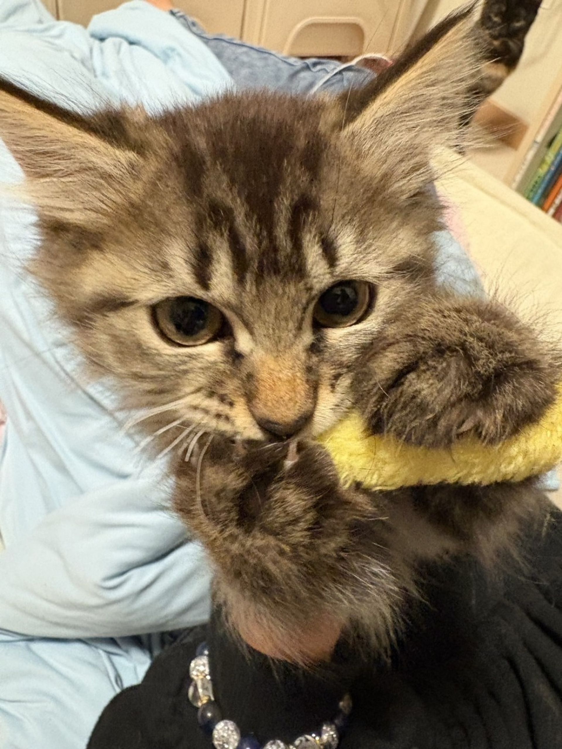 雑種（ミックス猫）・メスの里親募集の写真