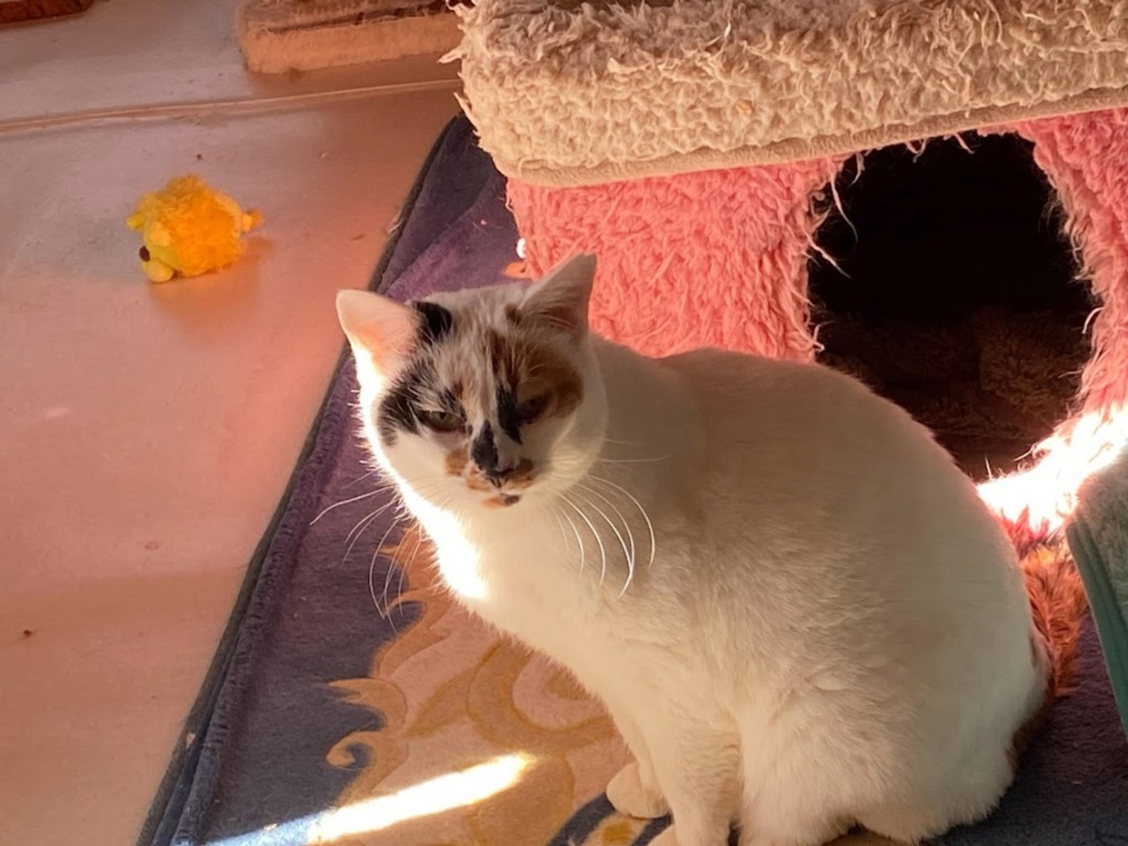 pet-image-2