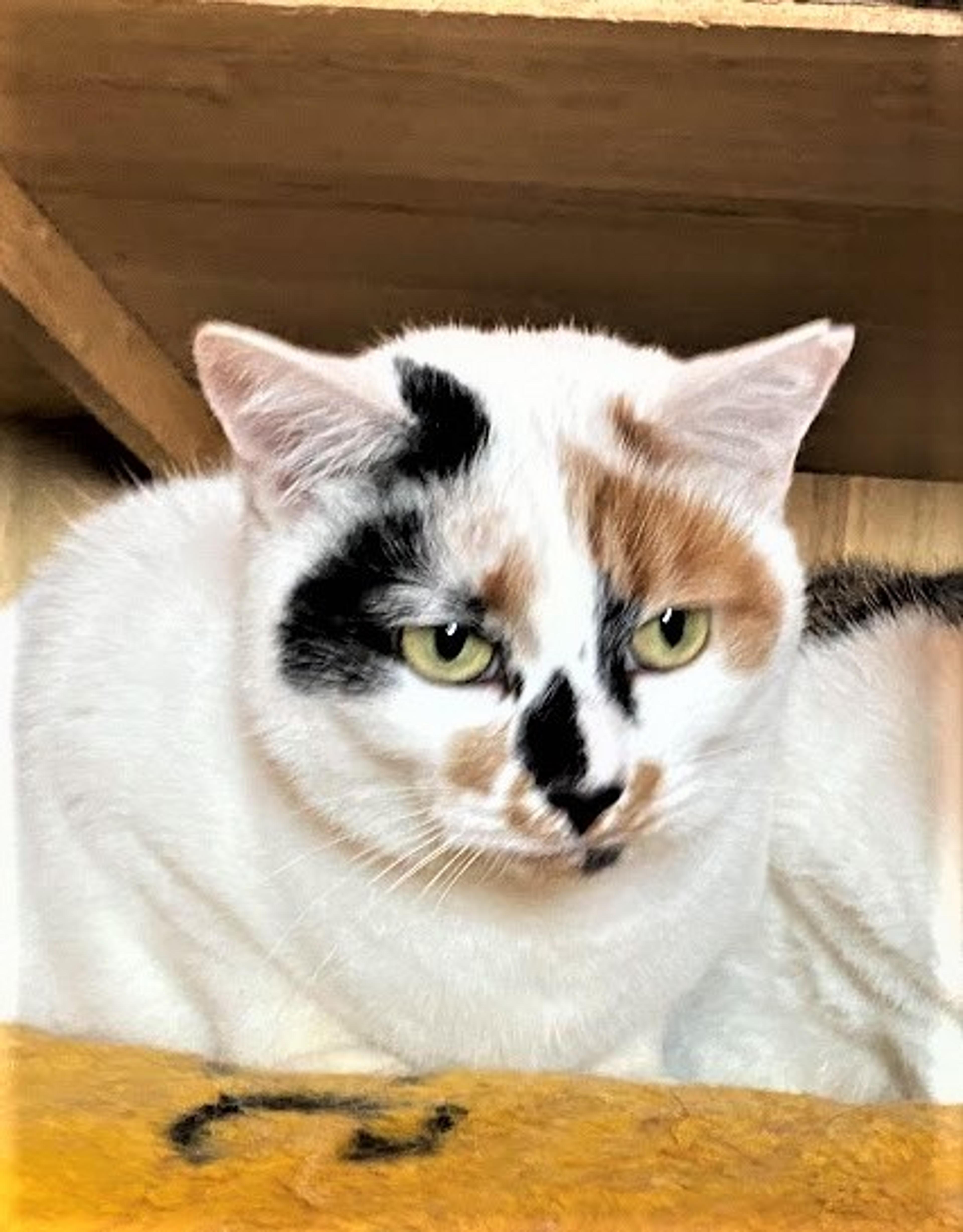 pet-image-4