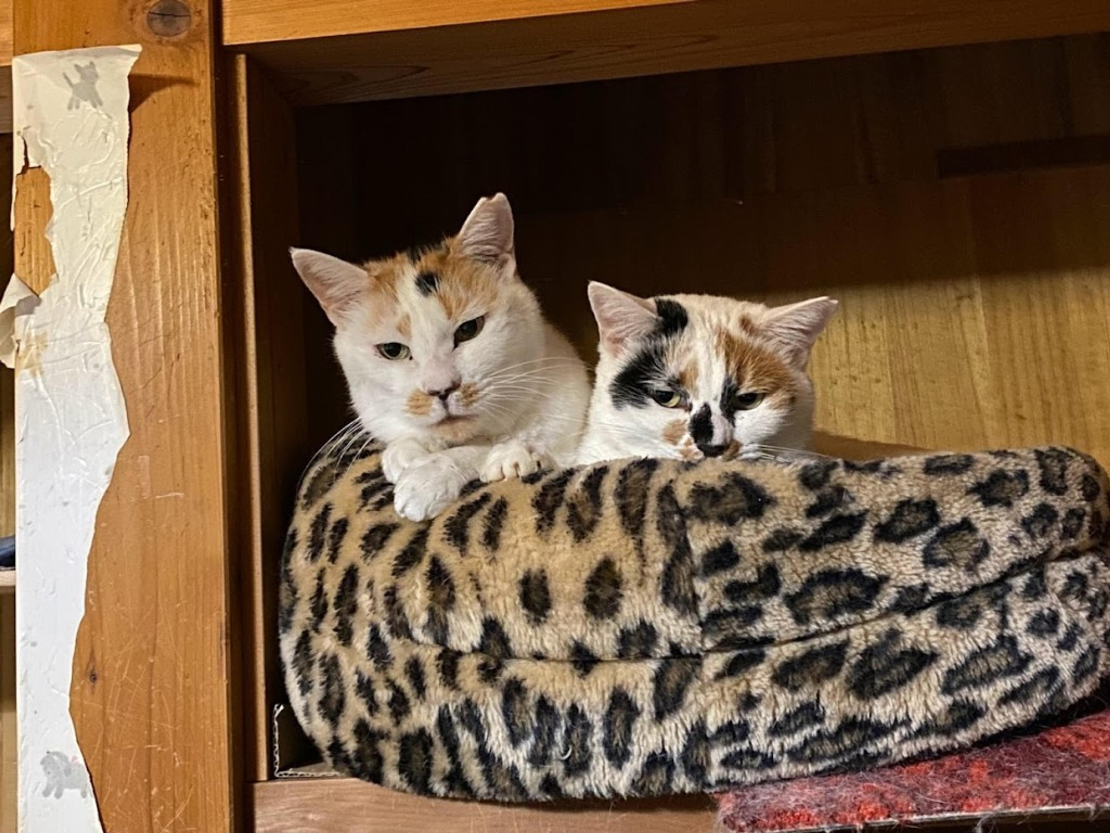 pet-image-6