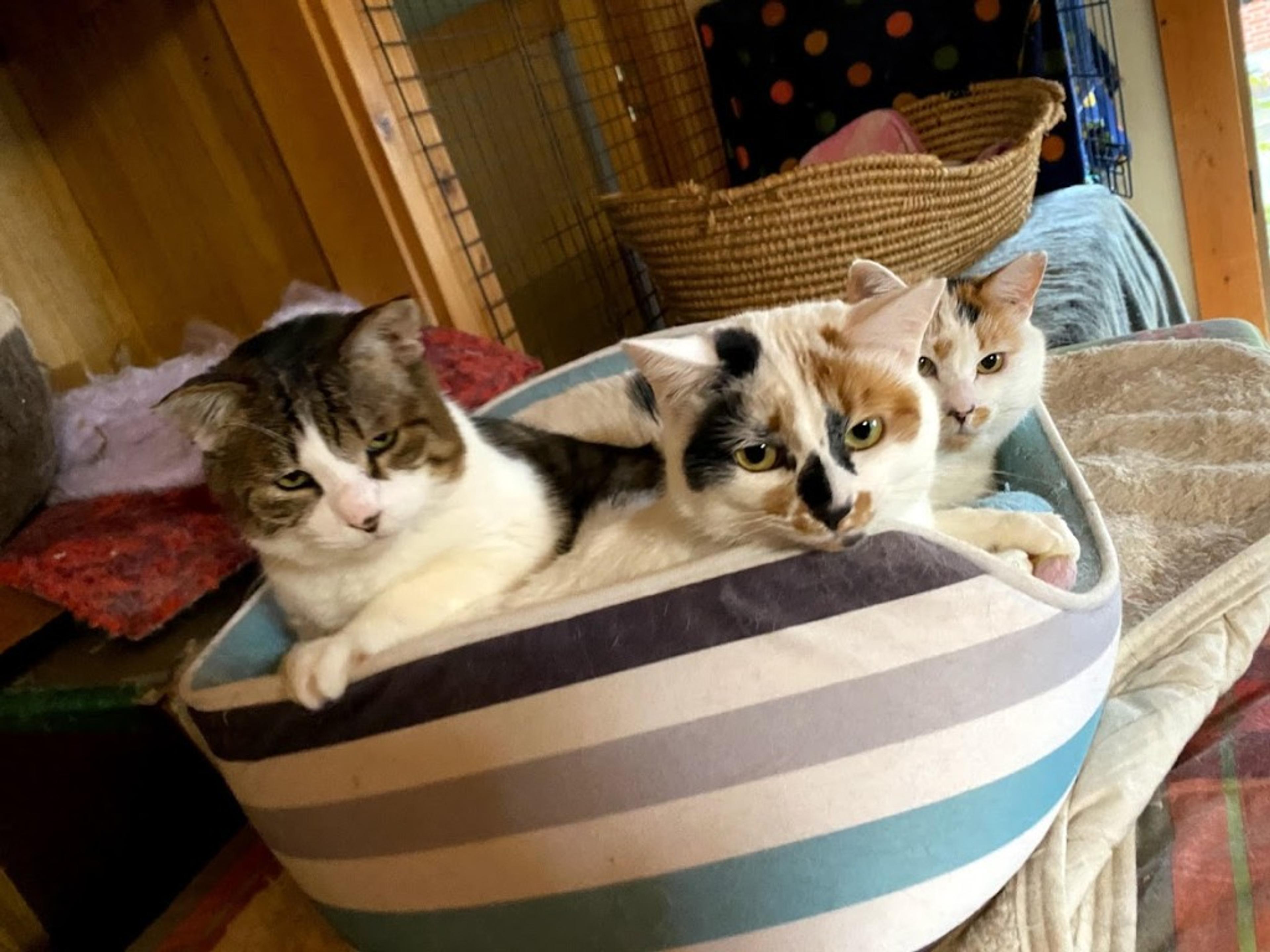 pet-image-7