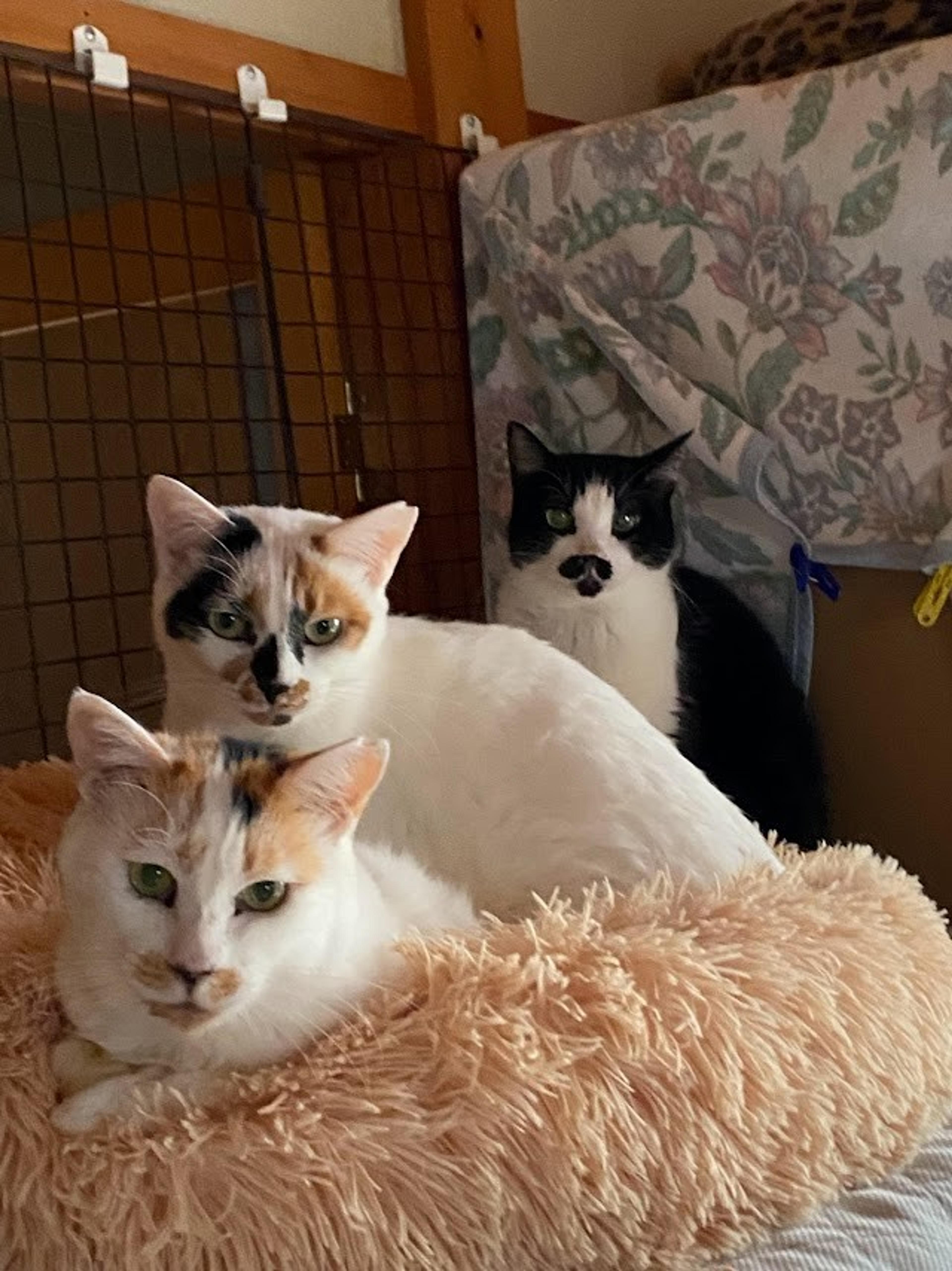 pet-image-8
