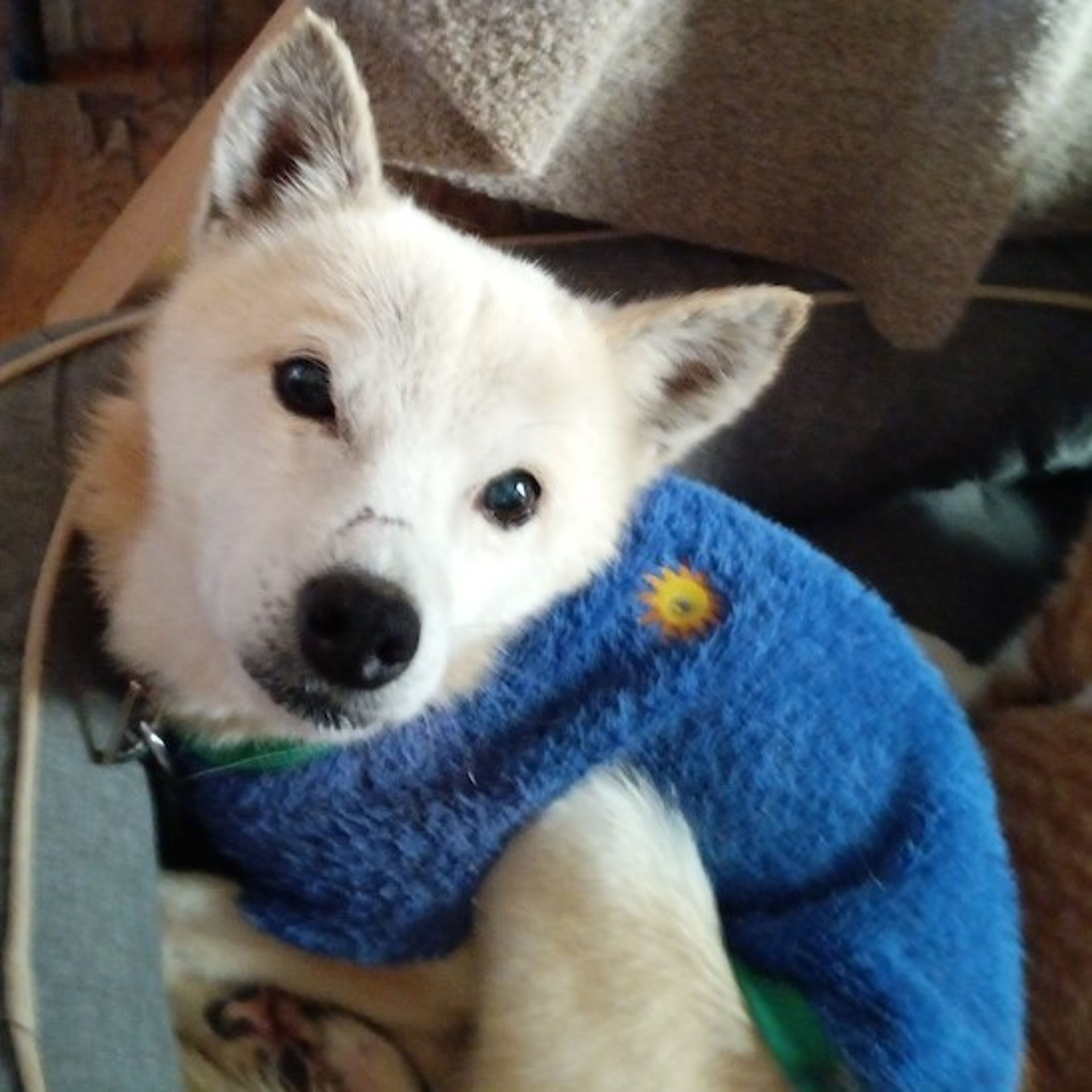 雑種（ミックス犬）・オスの里親募集の写真