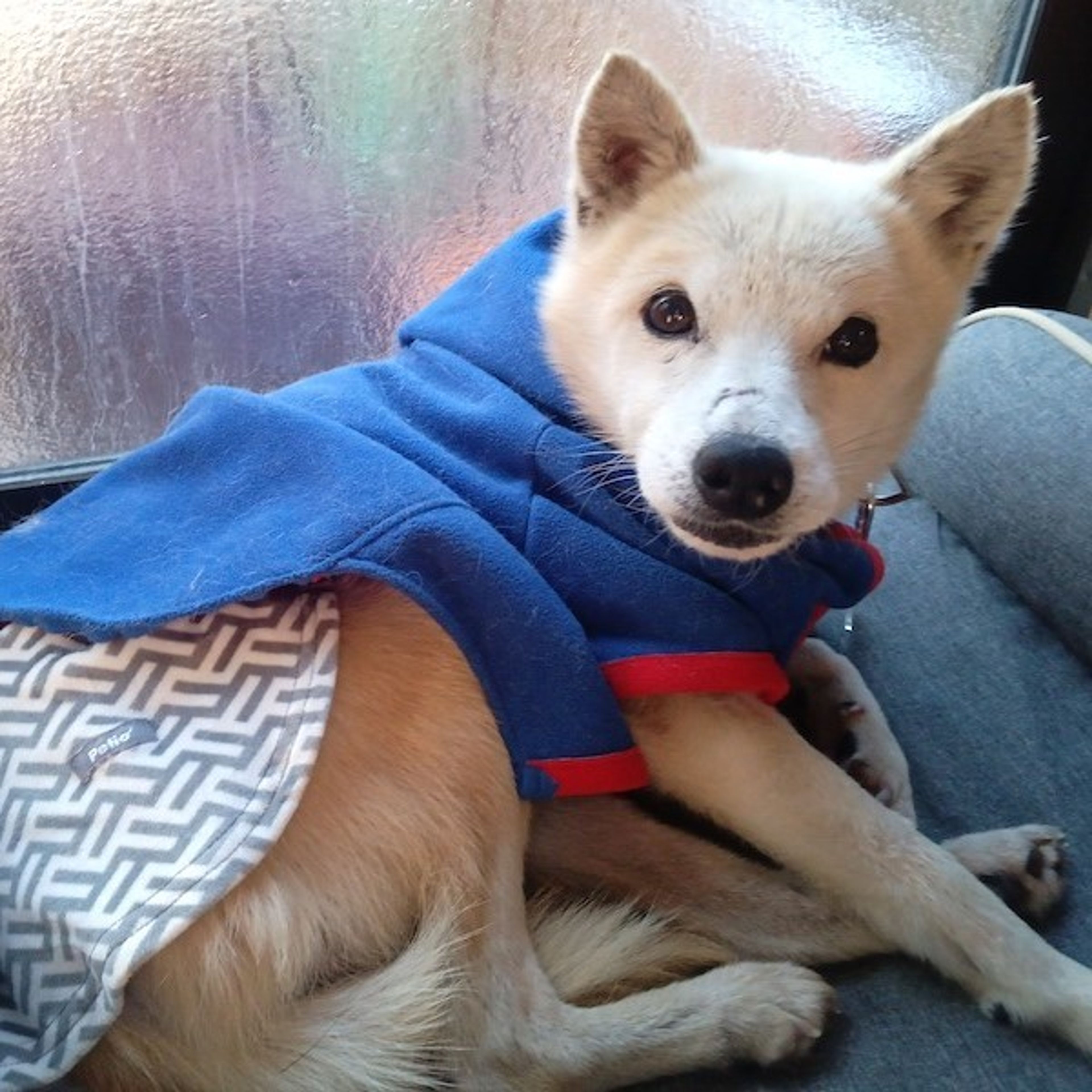 pet-image-2