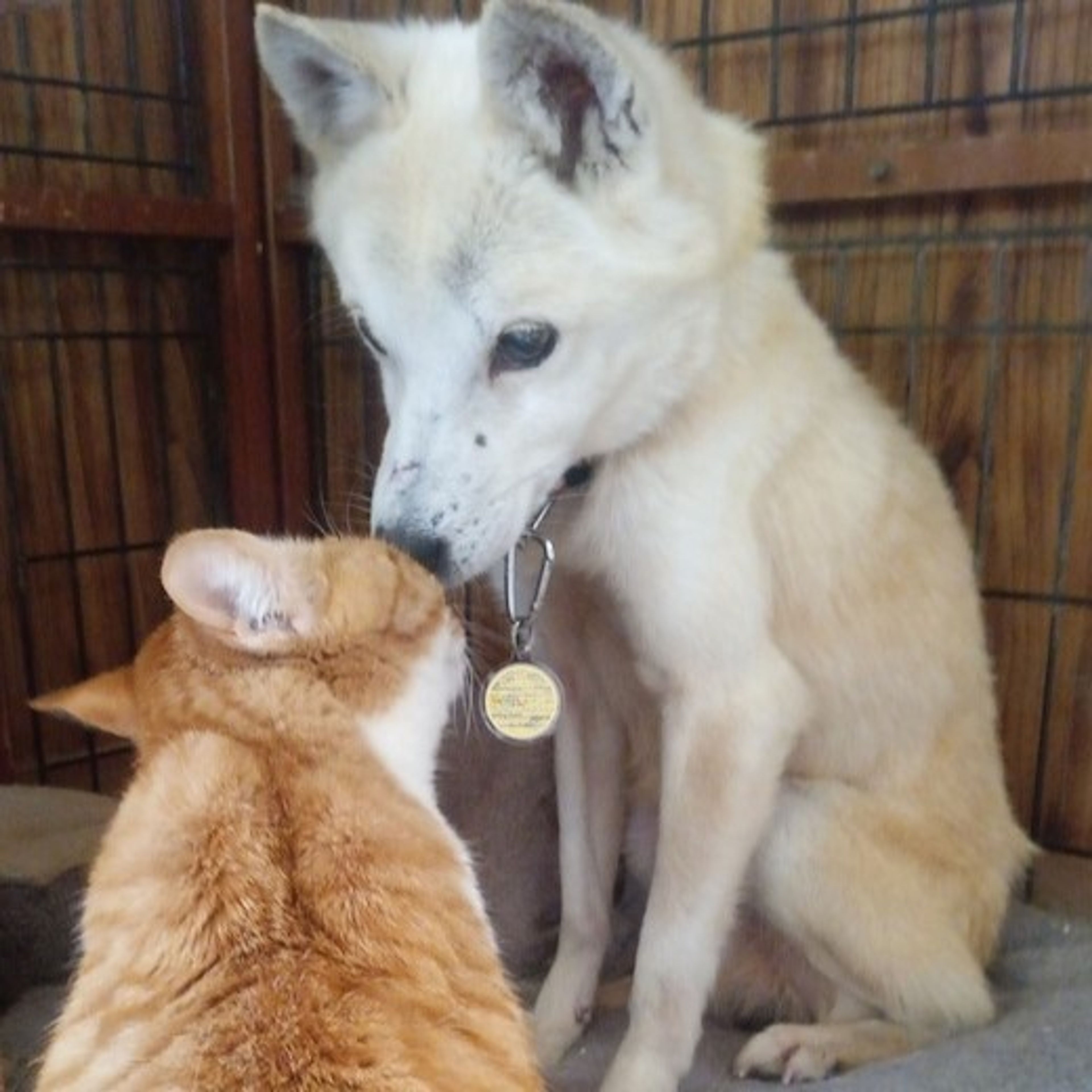 pet-image-4