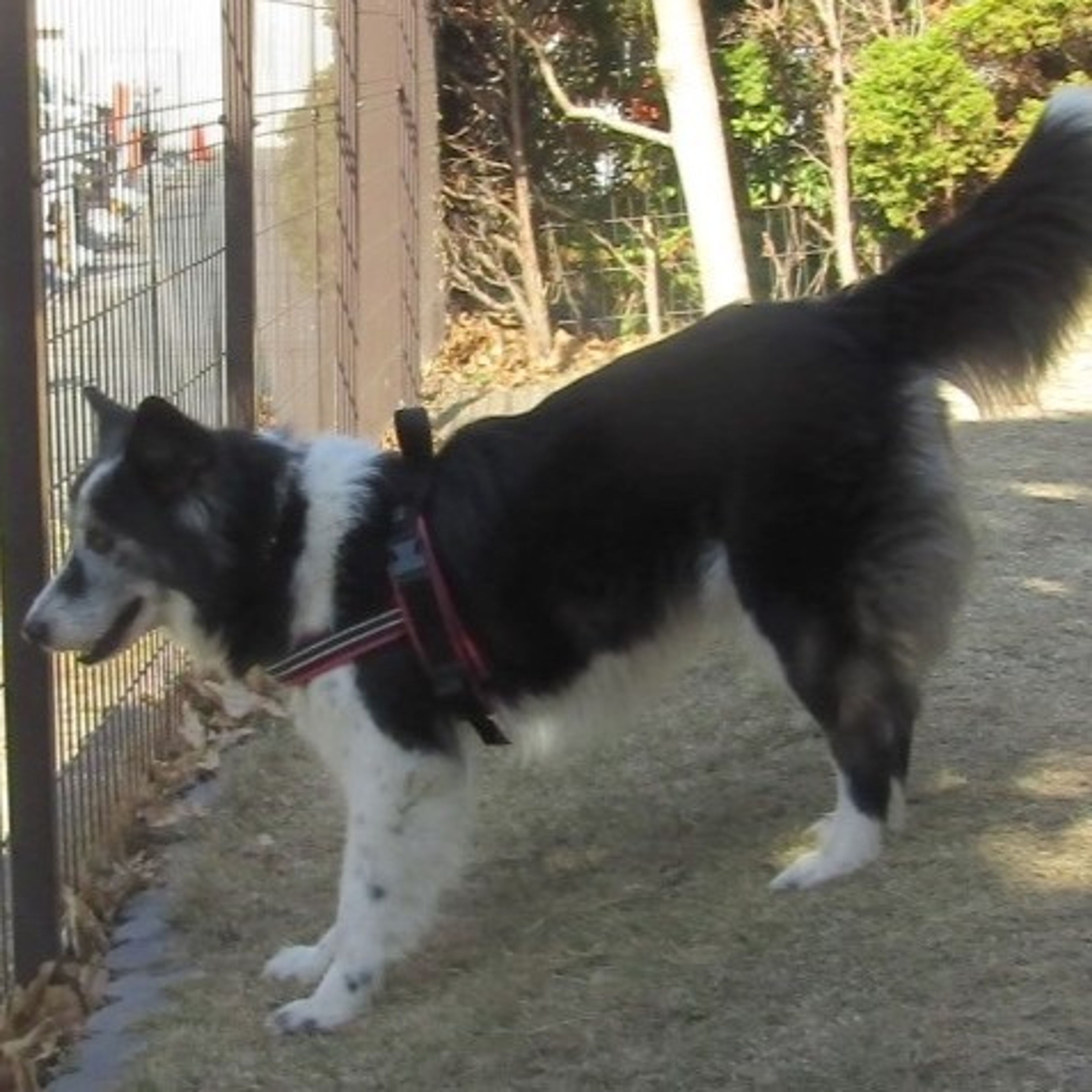 pet-image-3