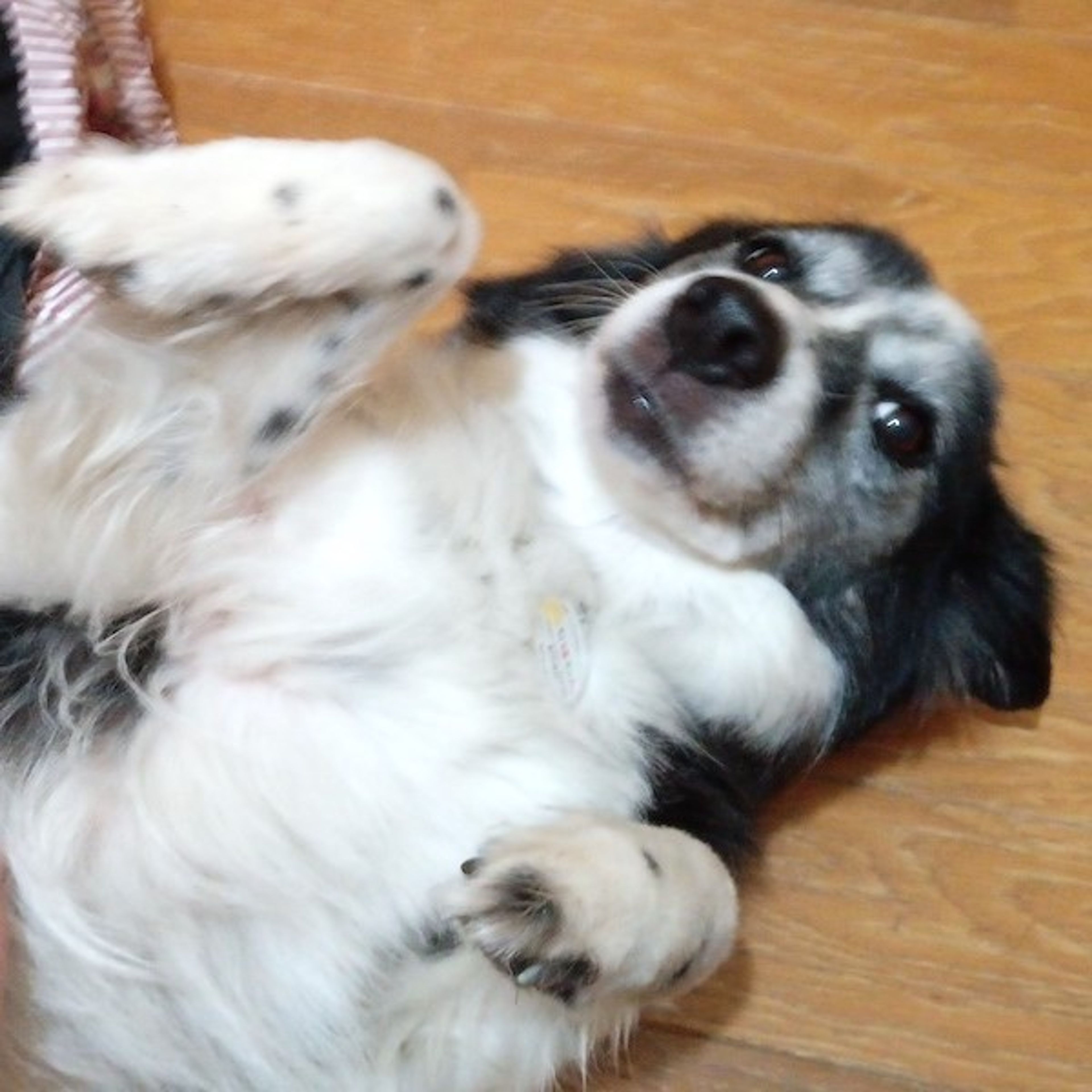 pet-image-4
