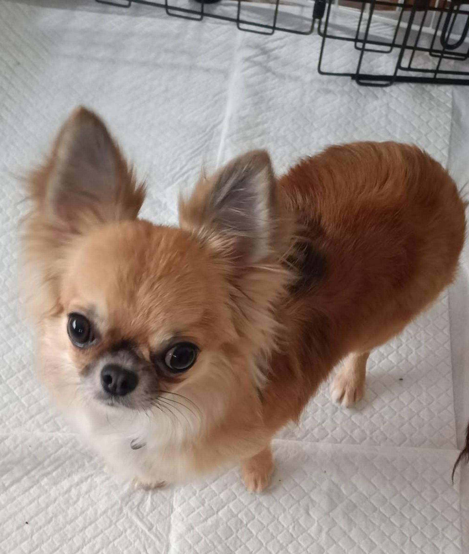 pet-image-3