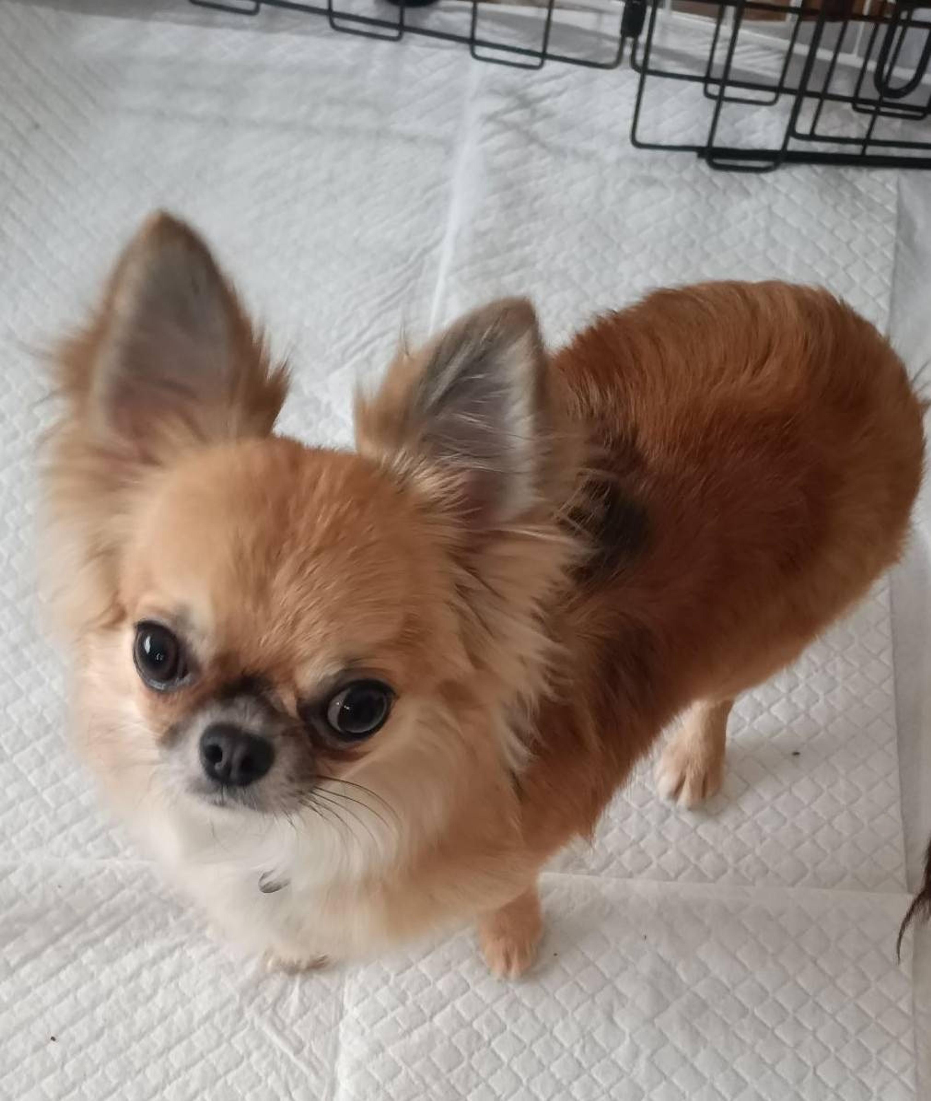 pet-image-3
