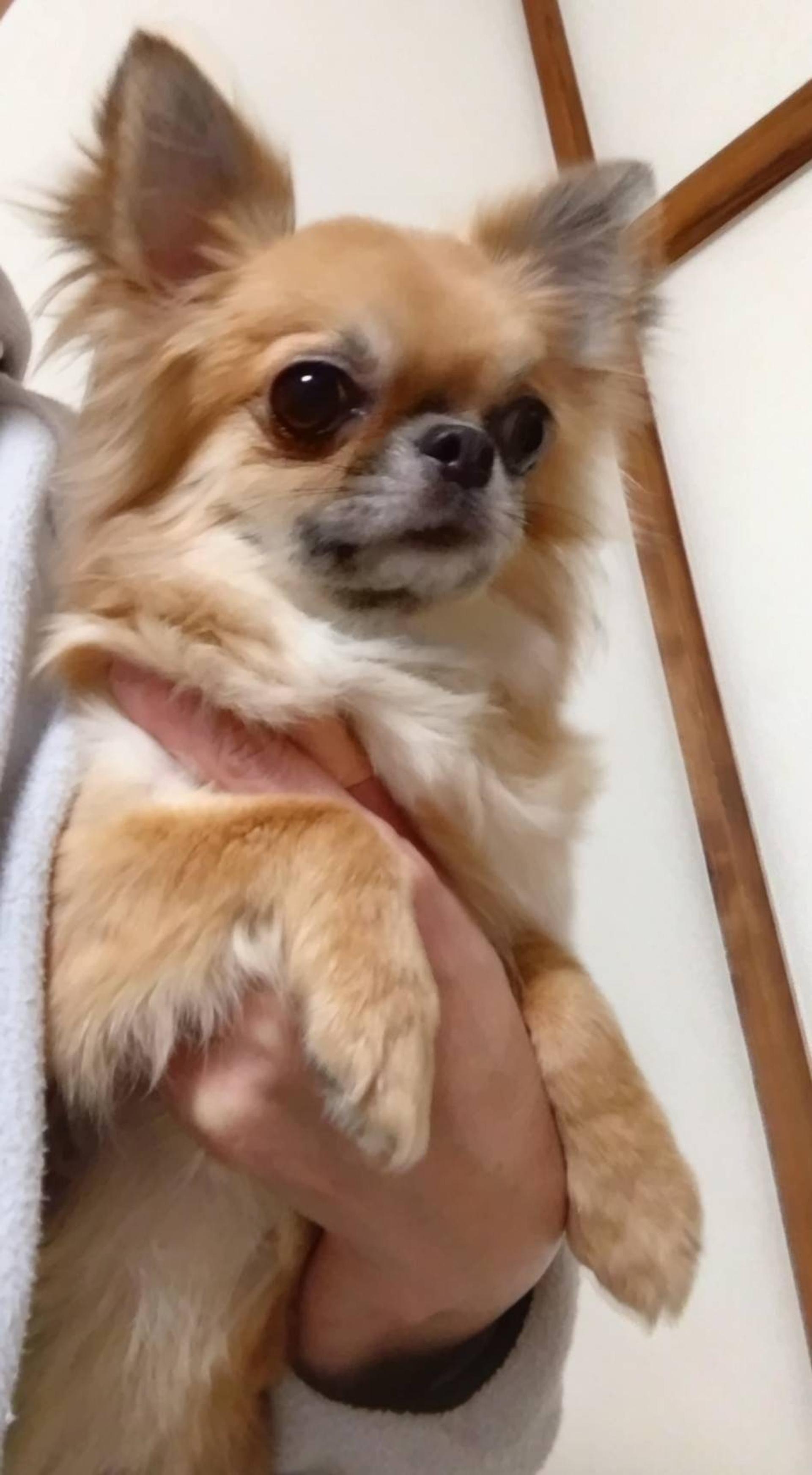 pet-image-4