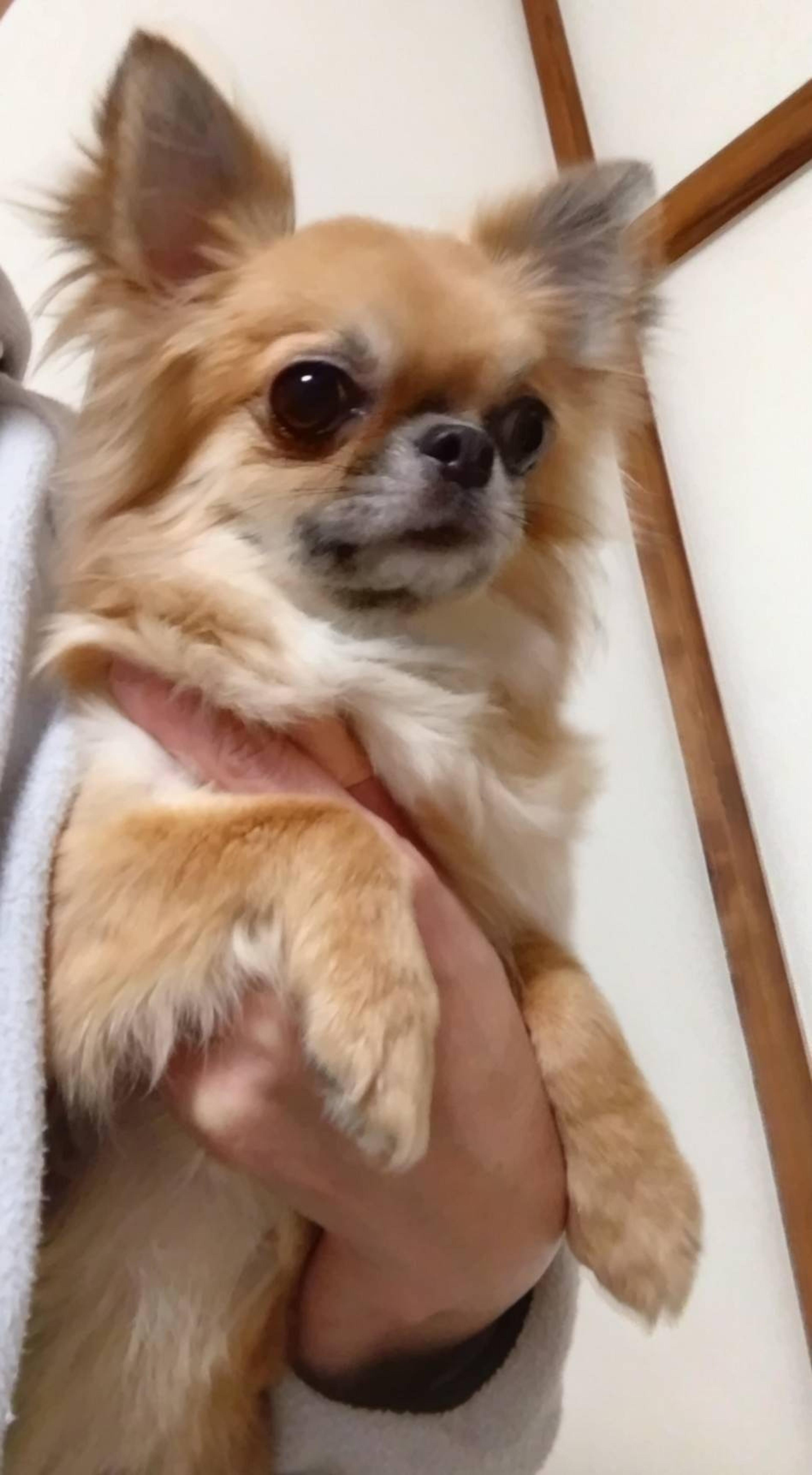 pet-image-4