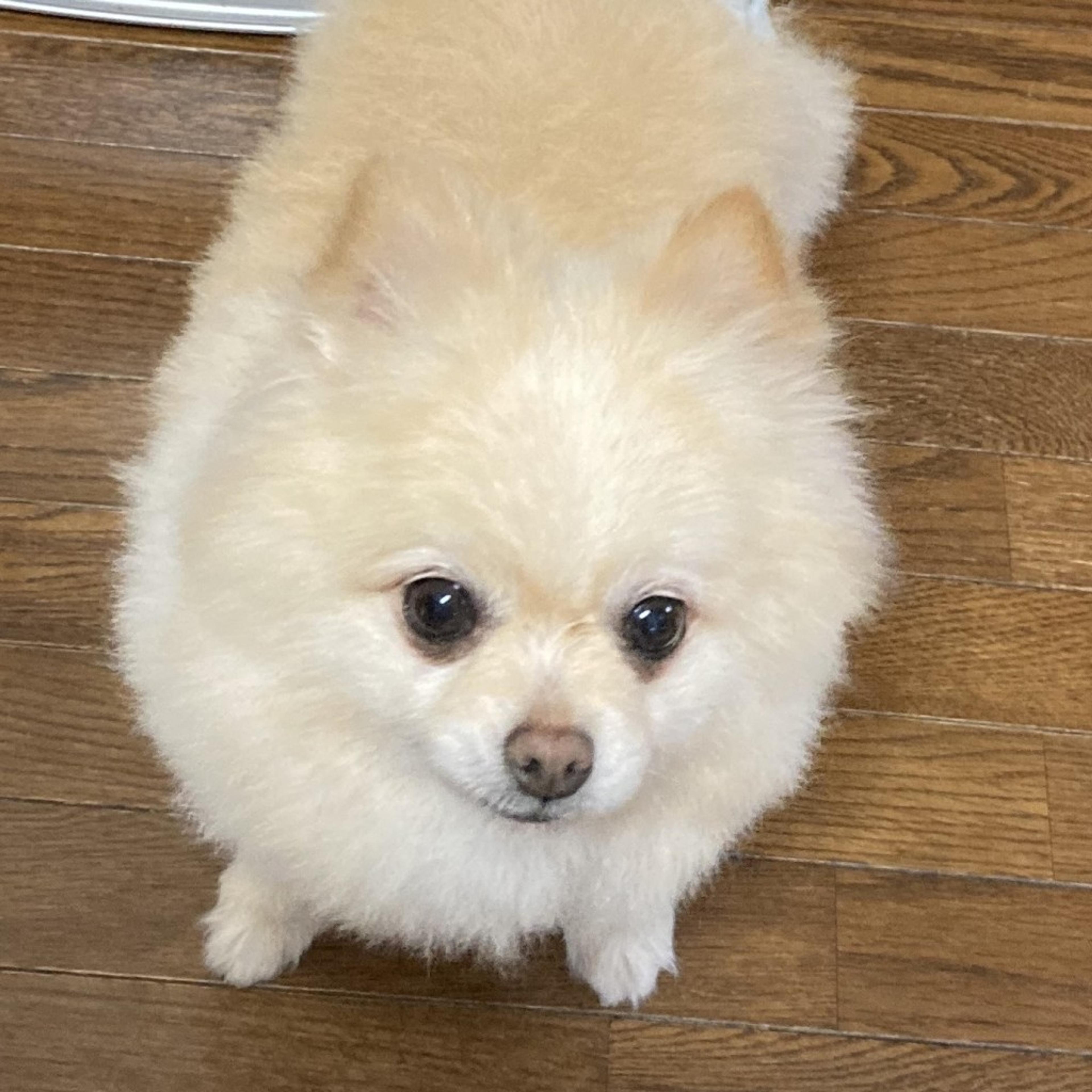 pet-image-2