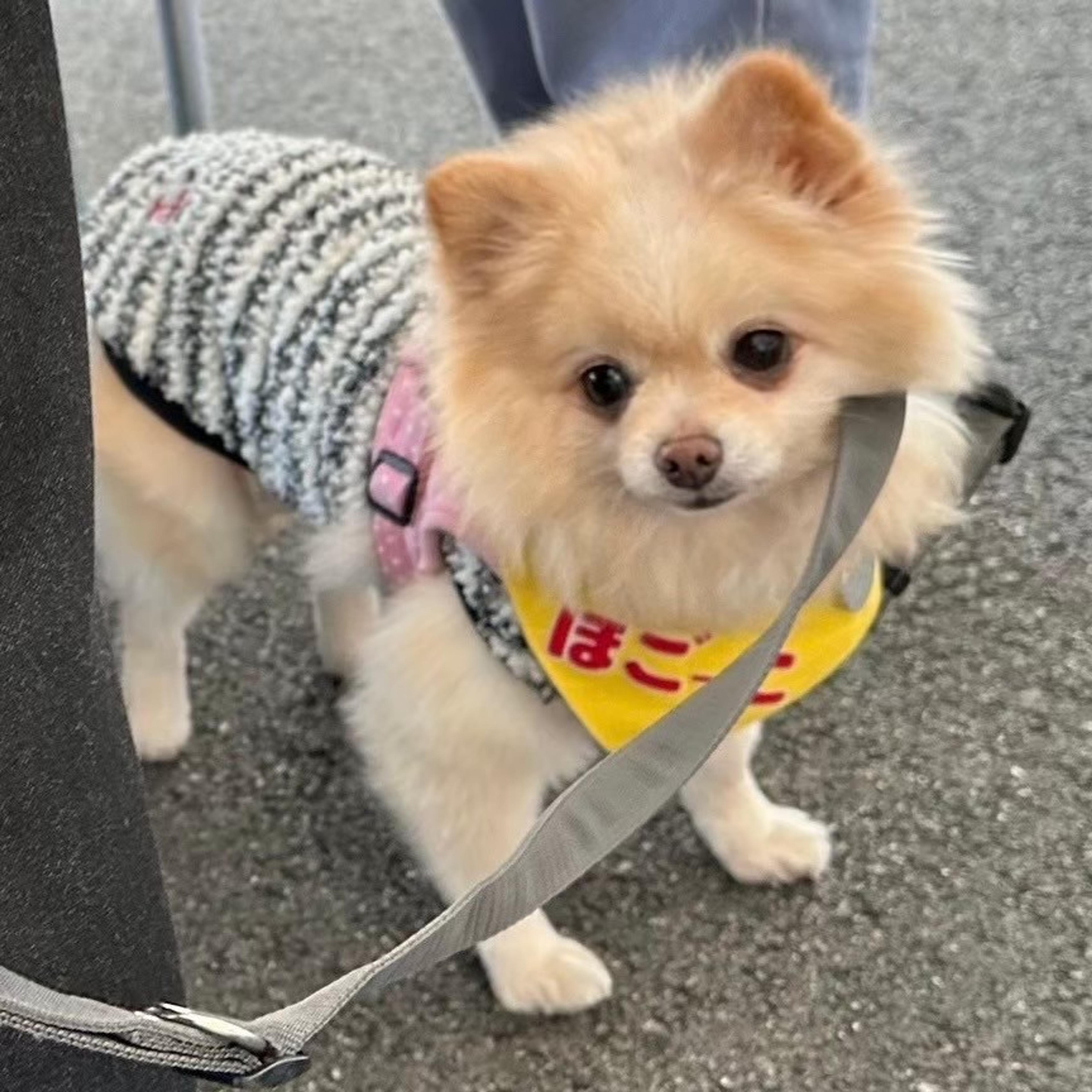pet-image-3