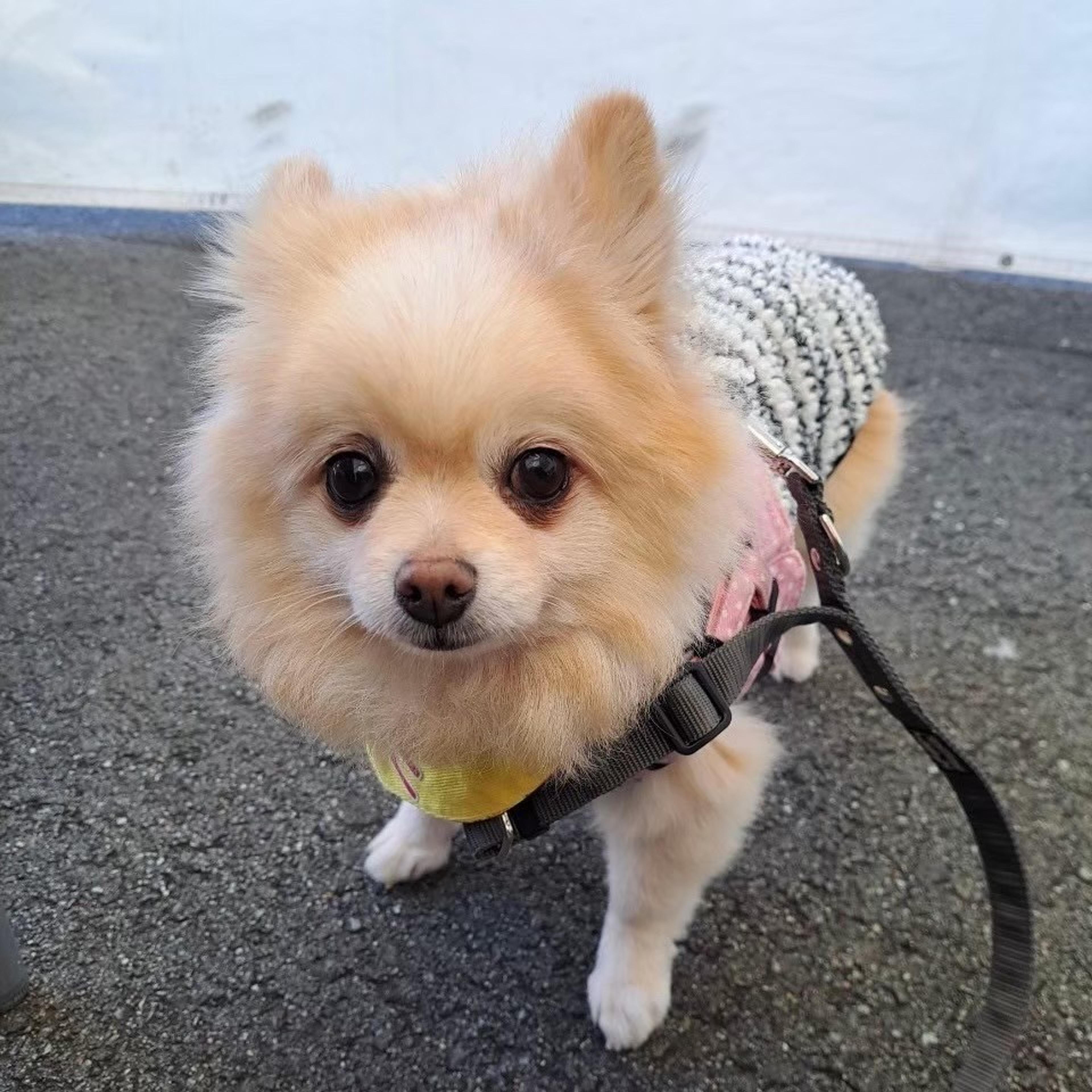 pet-image-4