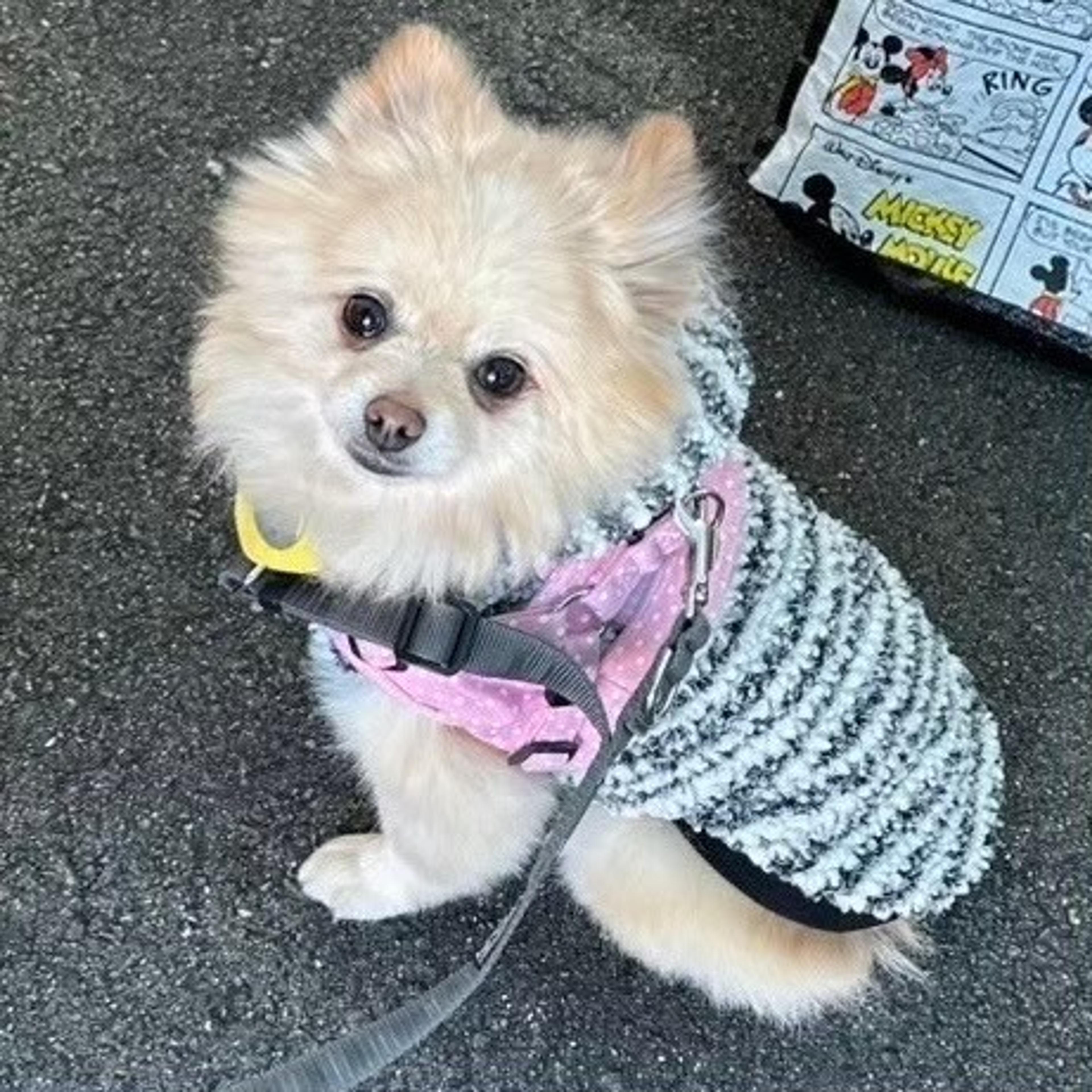 pet-image-5