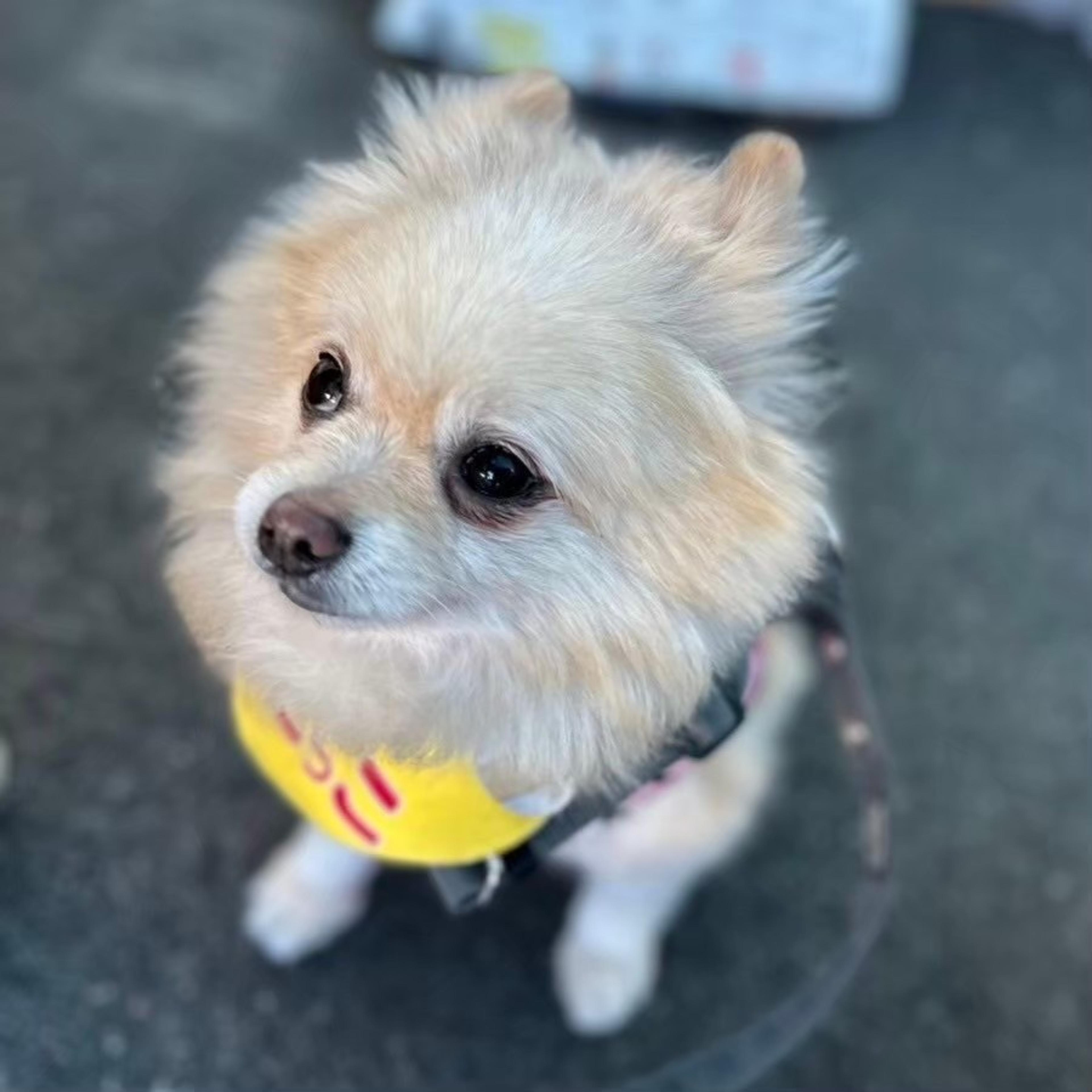 pet-image-7