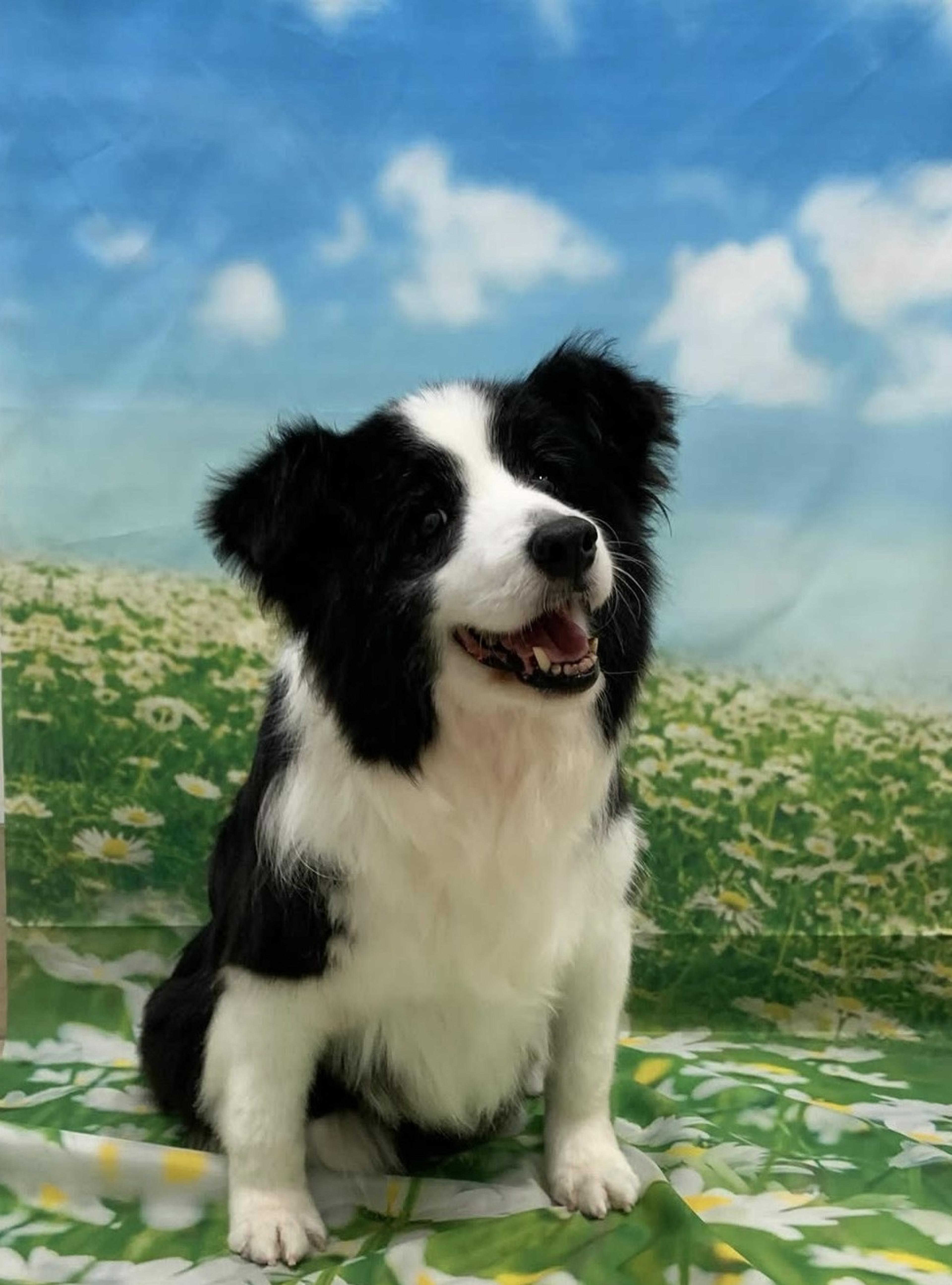 pet-image-3