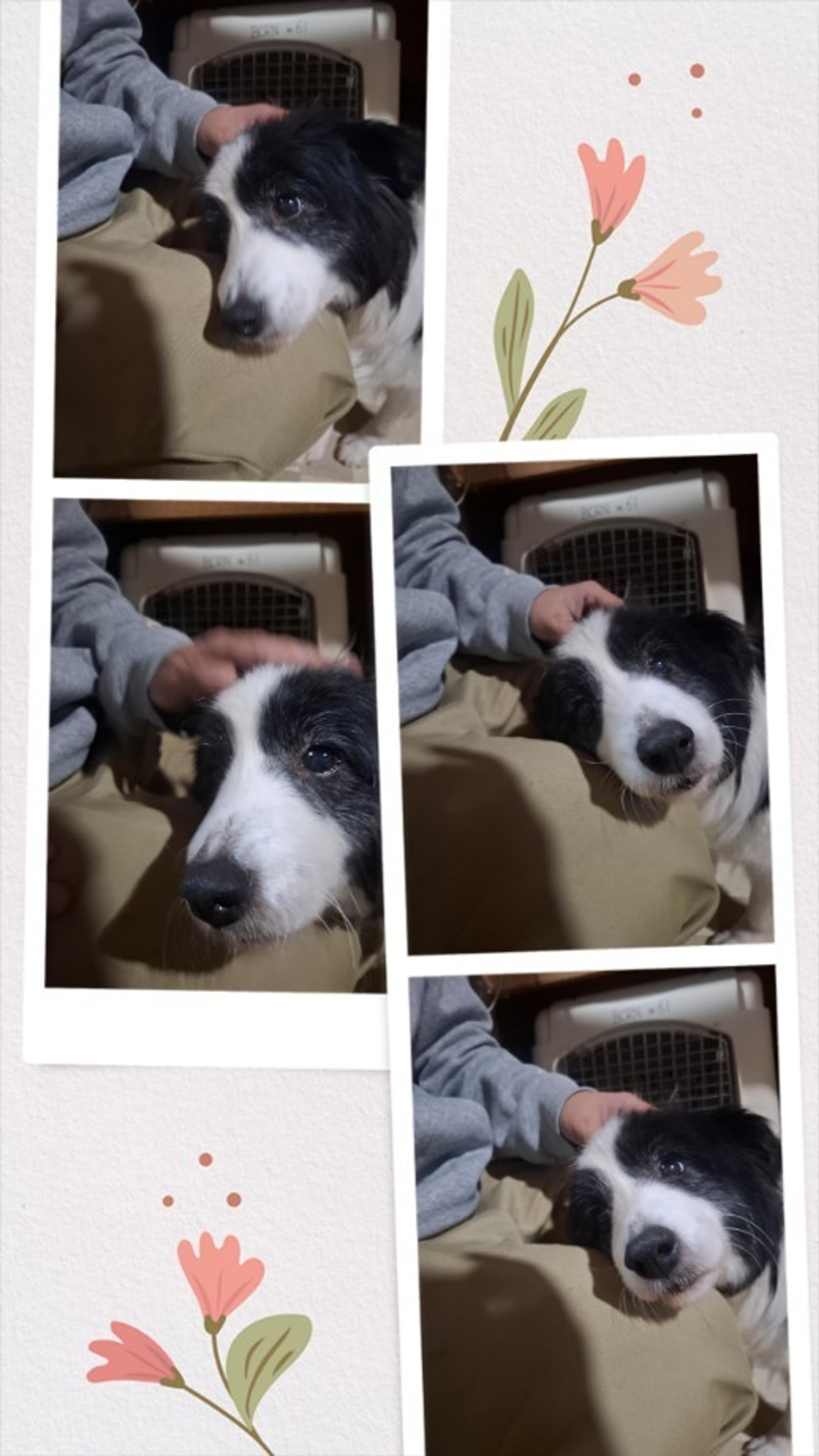pet-image-2