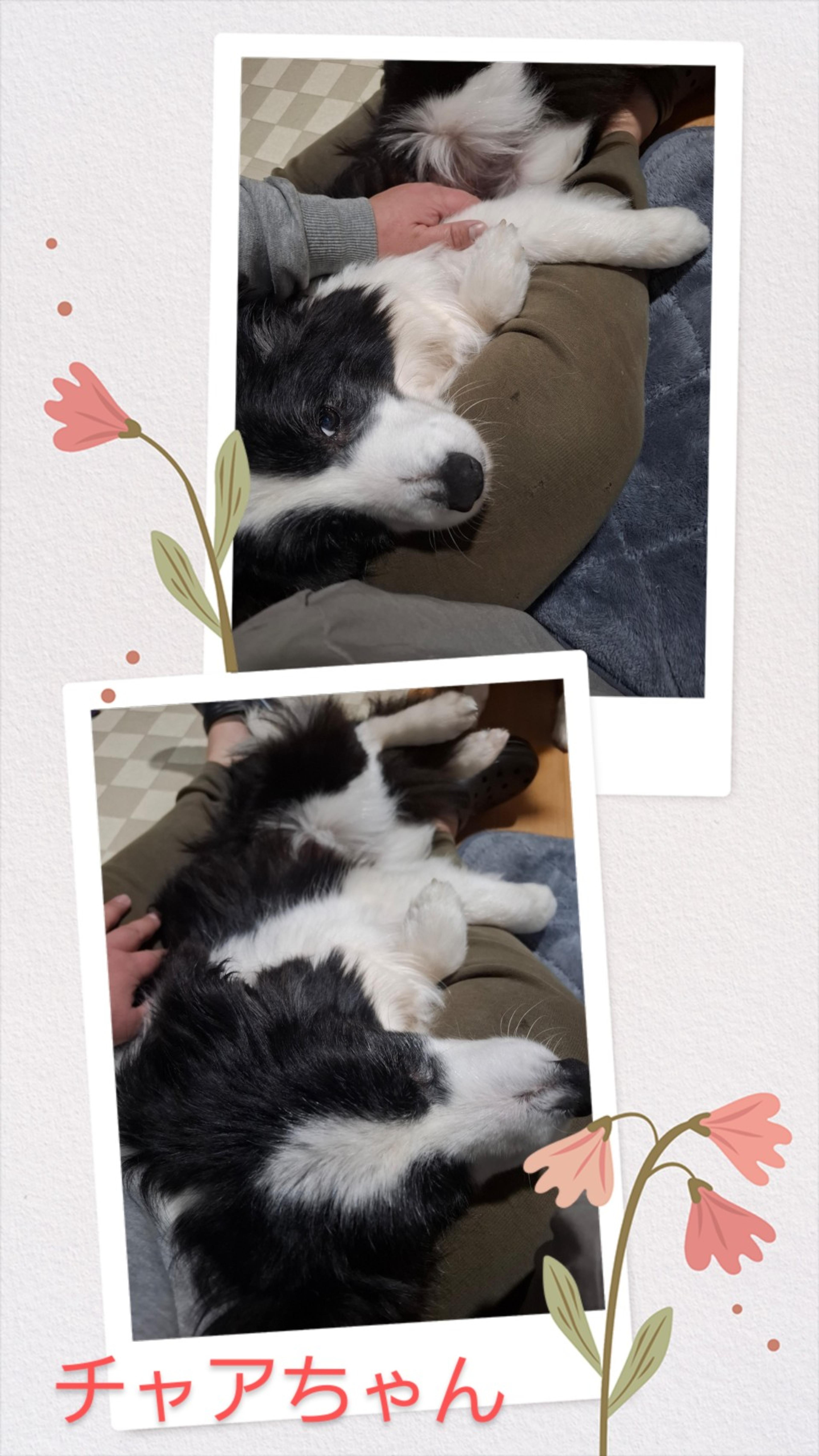pet-image-5