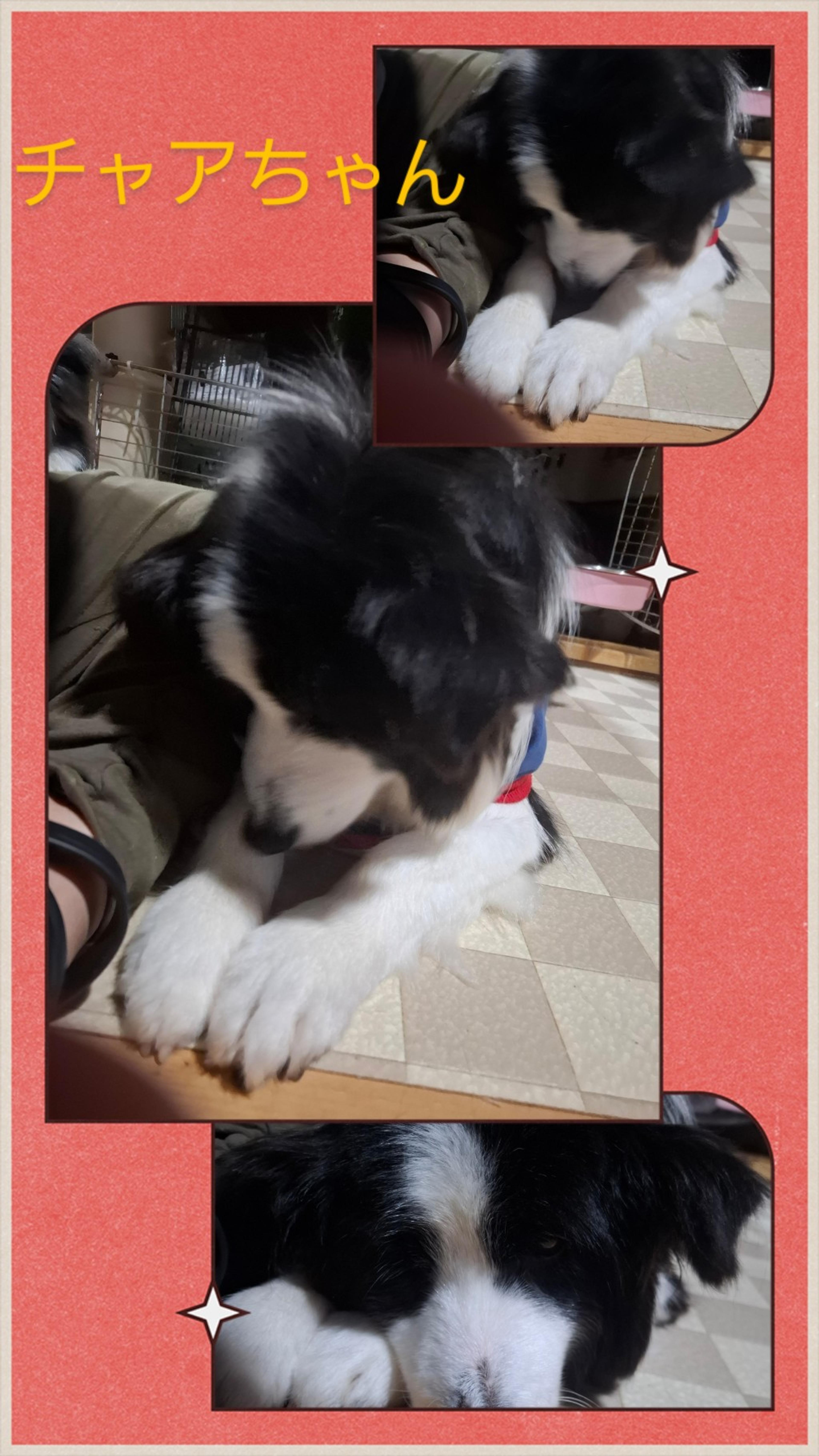 pet-image-4