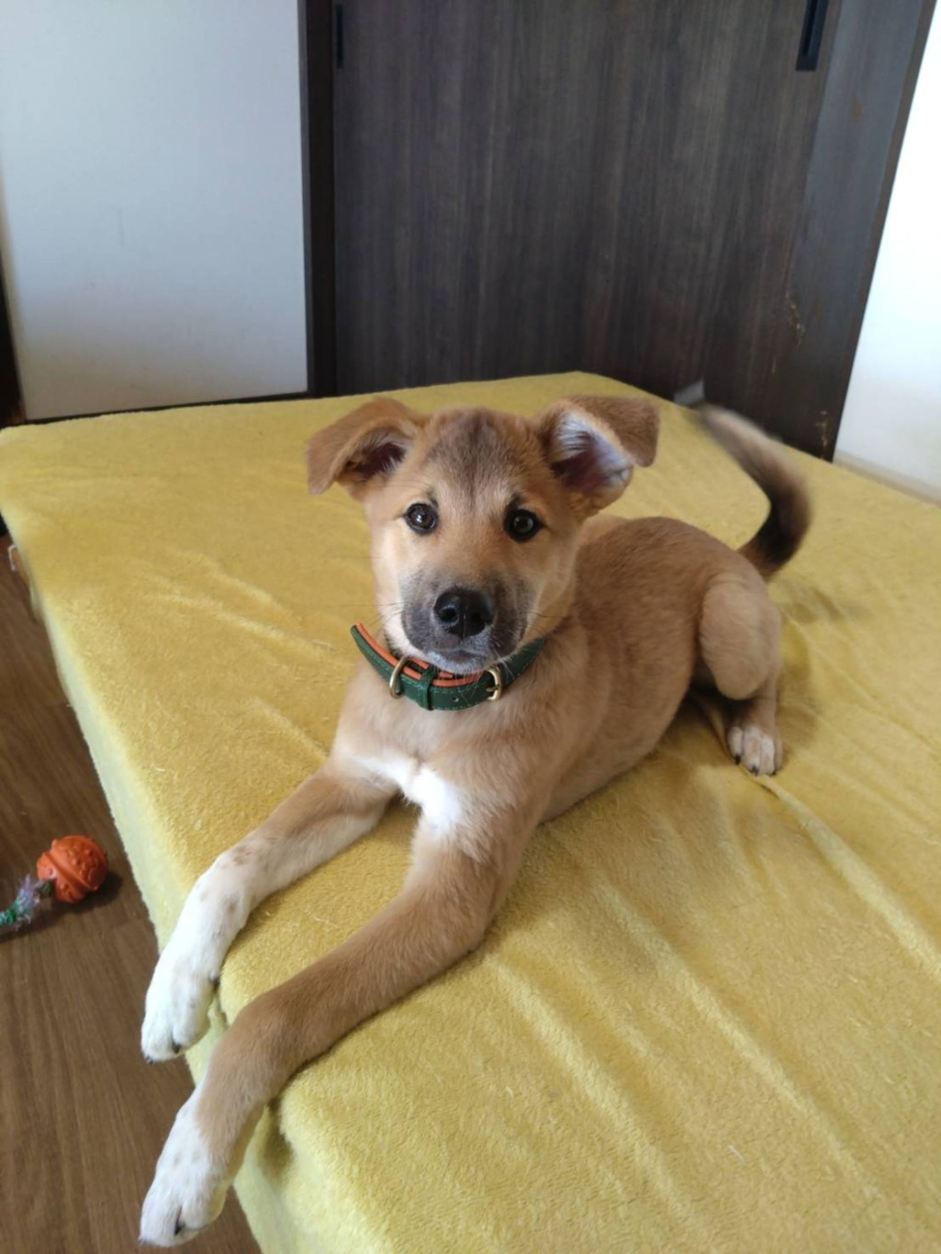 雑種（ミックス犬）・メスの里親募集の写真
