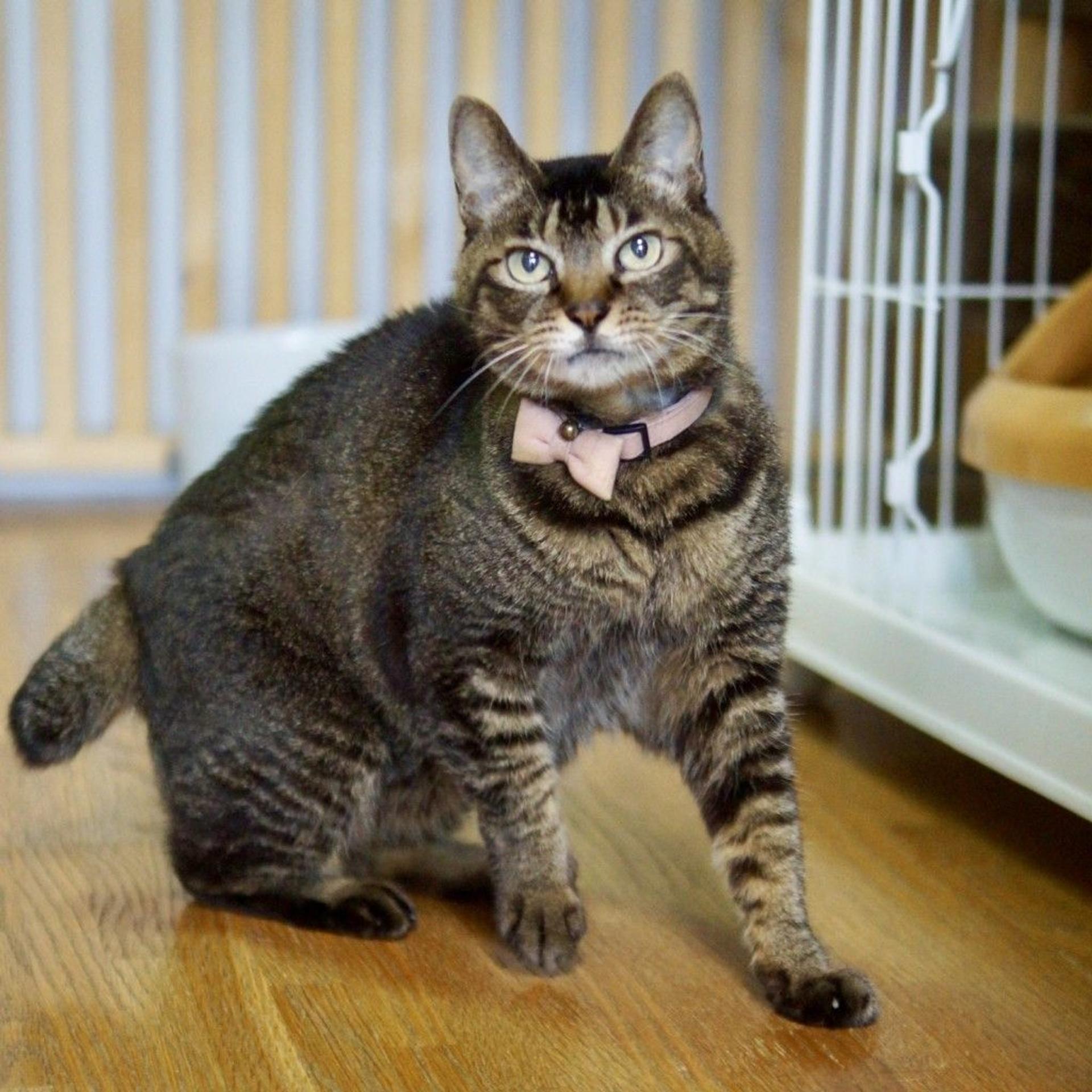 pet-image-3