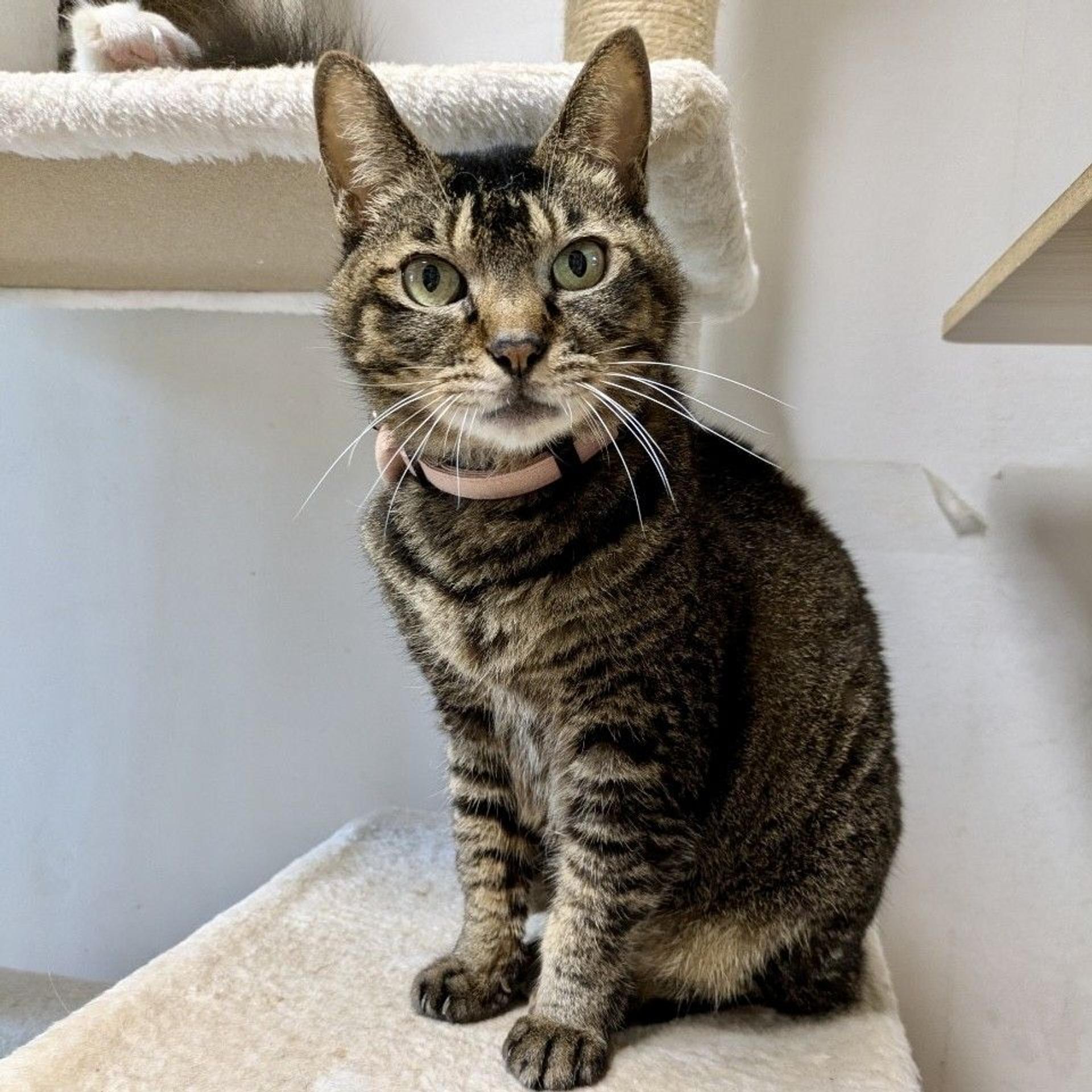 pet-image-6