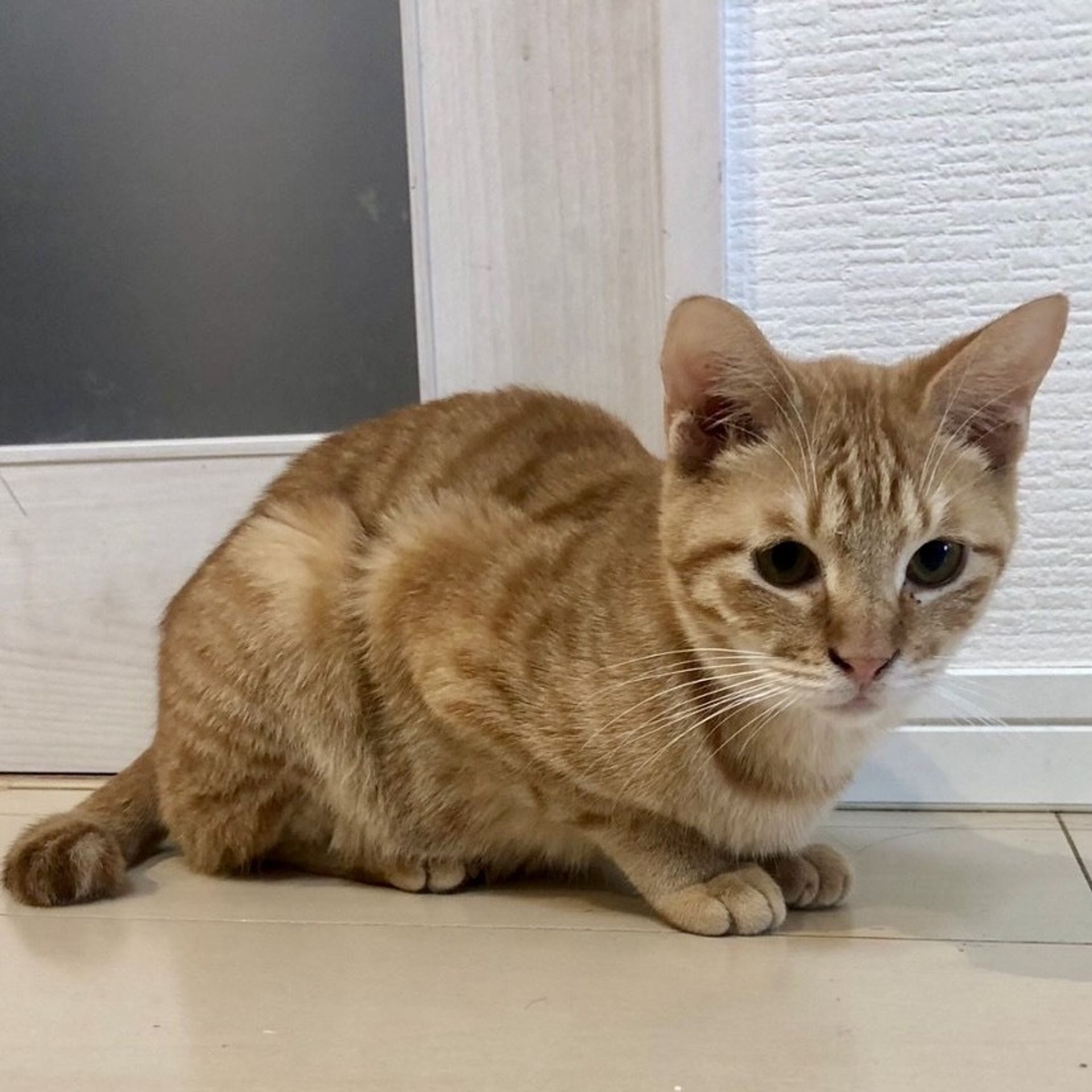 雑種（ミックス猫）・オスの里親募集の写真