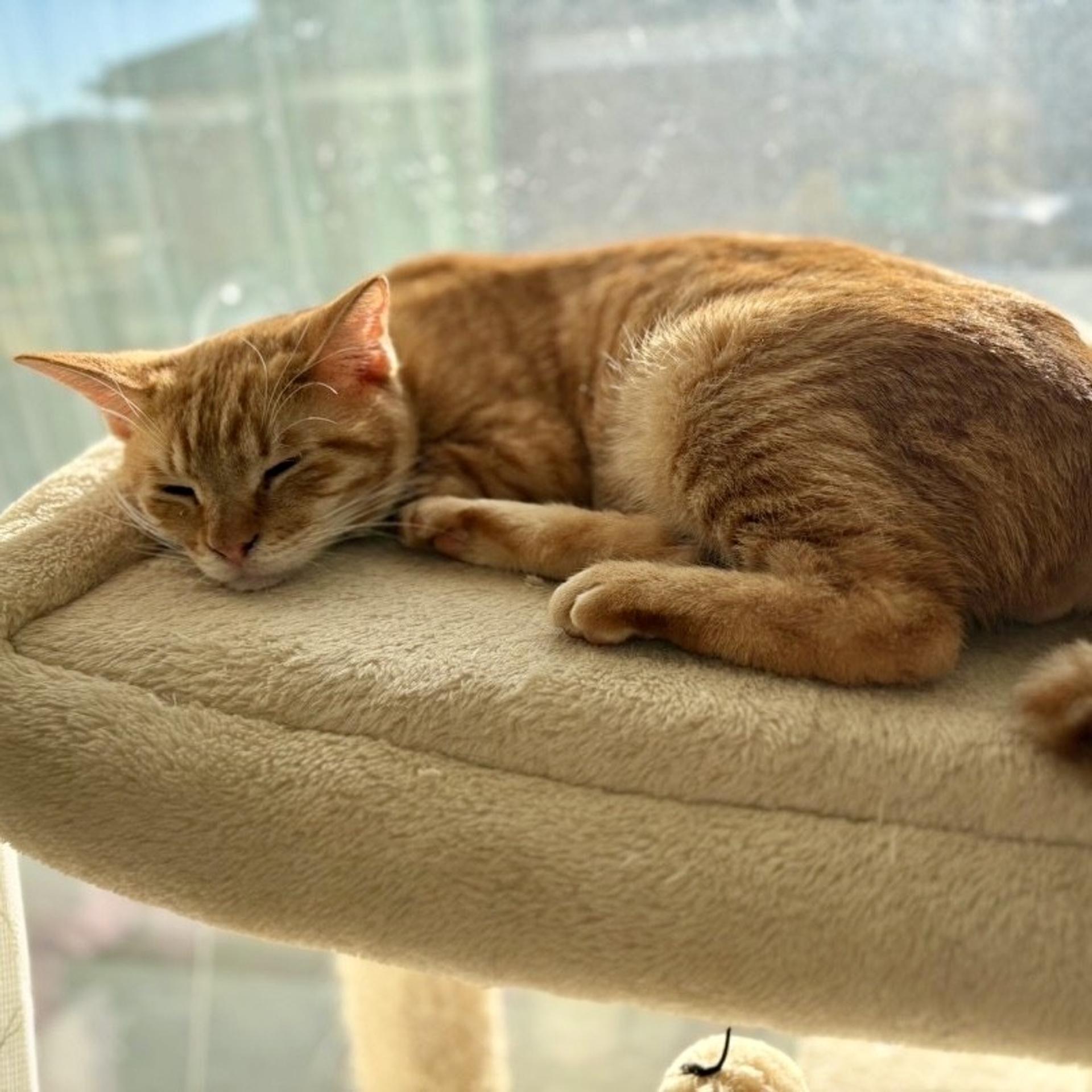 pet-image-5