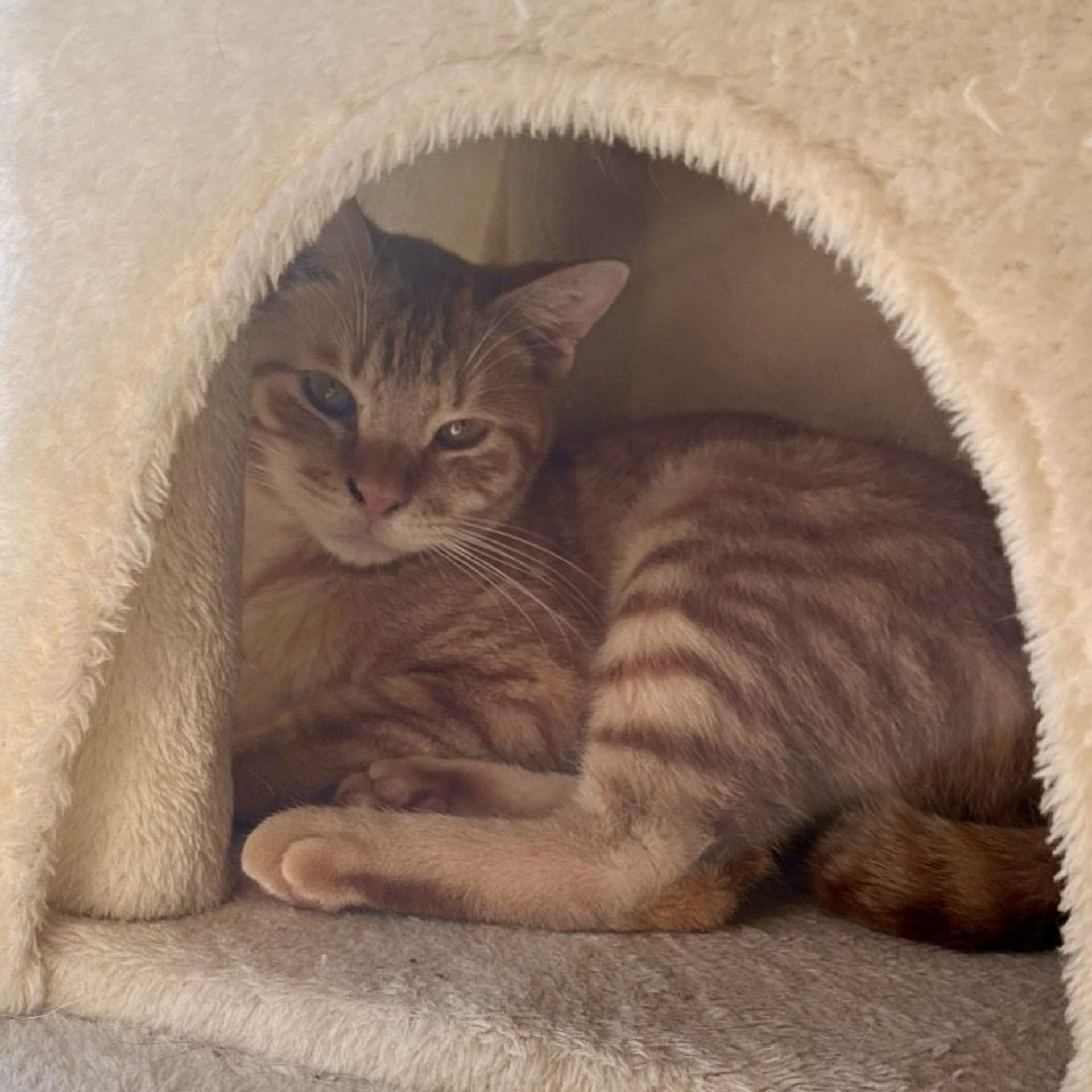 pet-image-6
