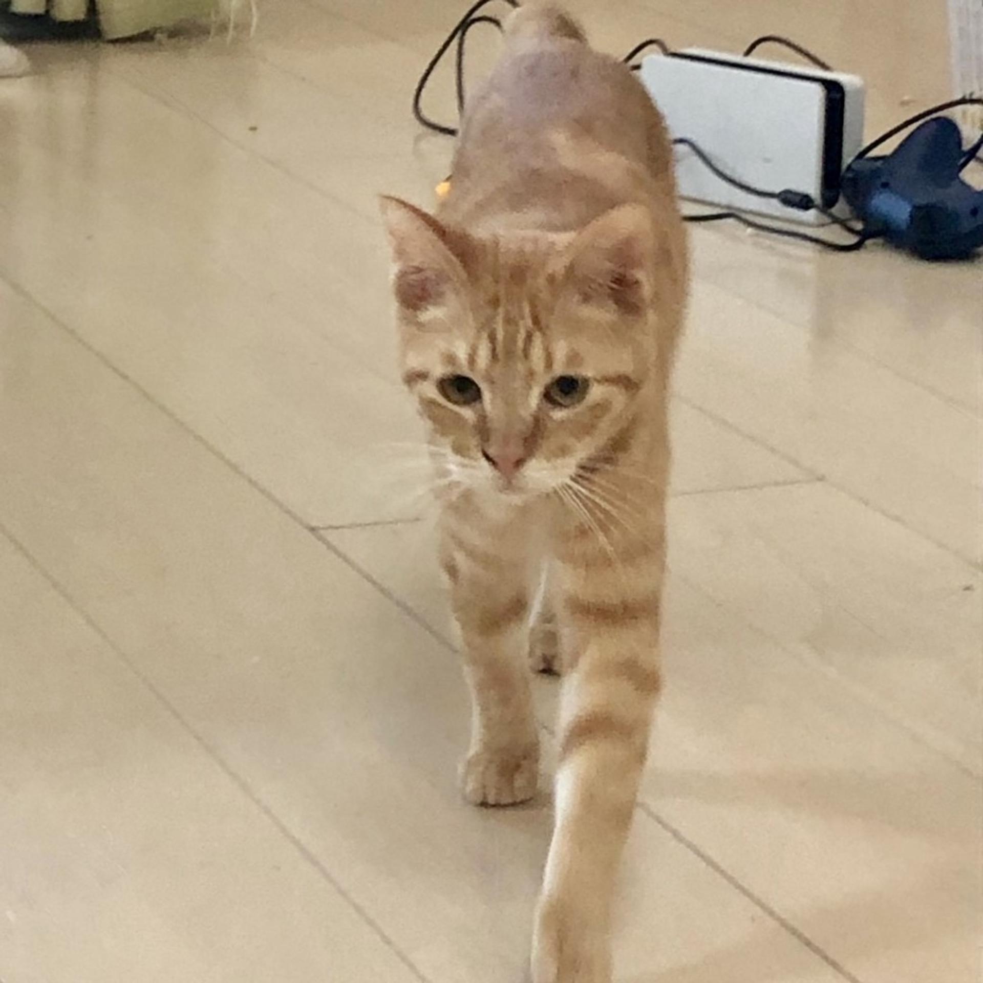 pet-image-3