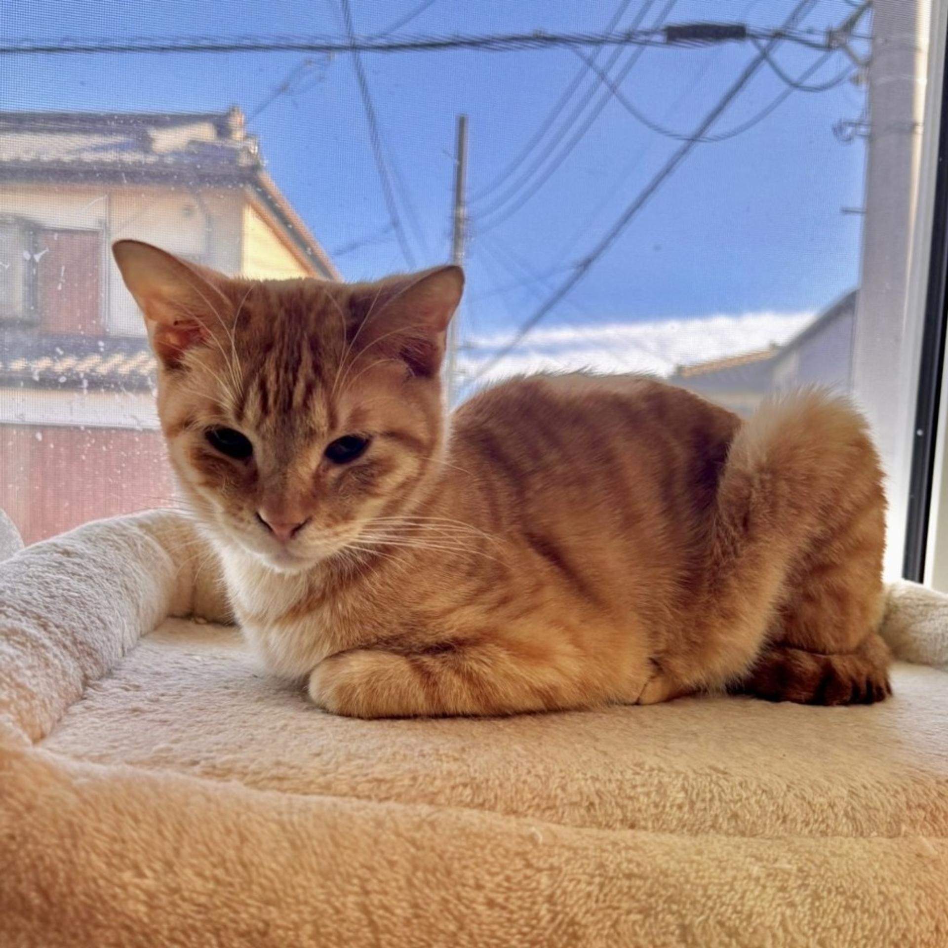 pet-image-4