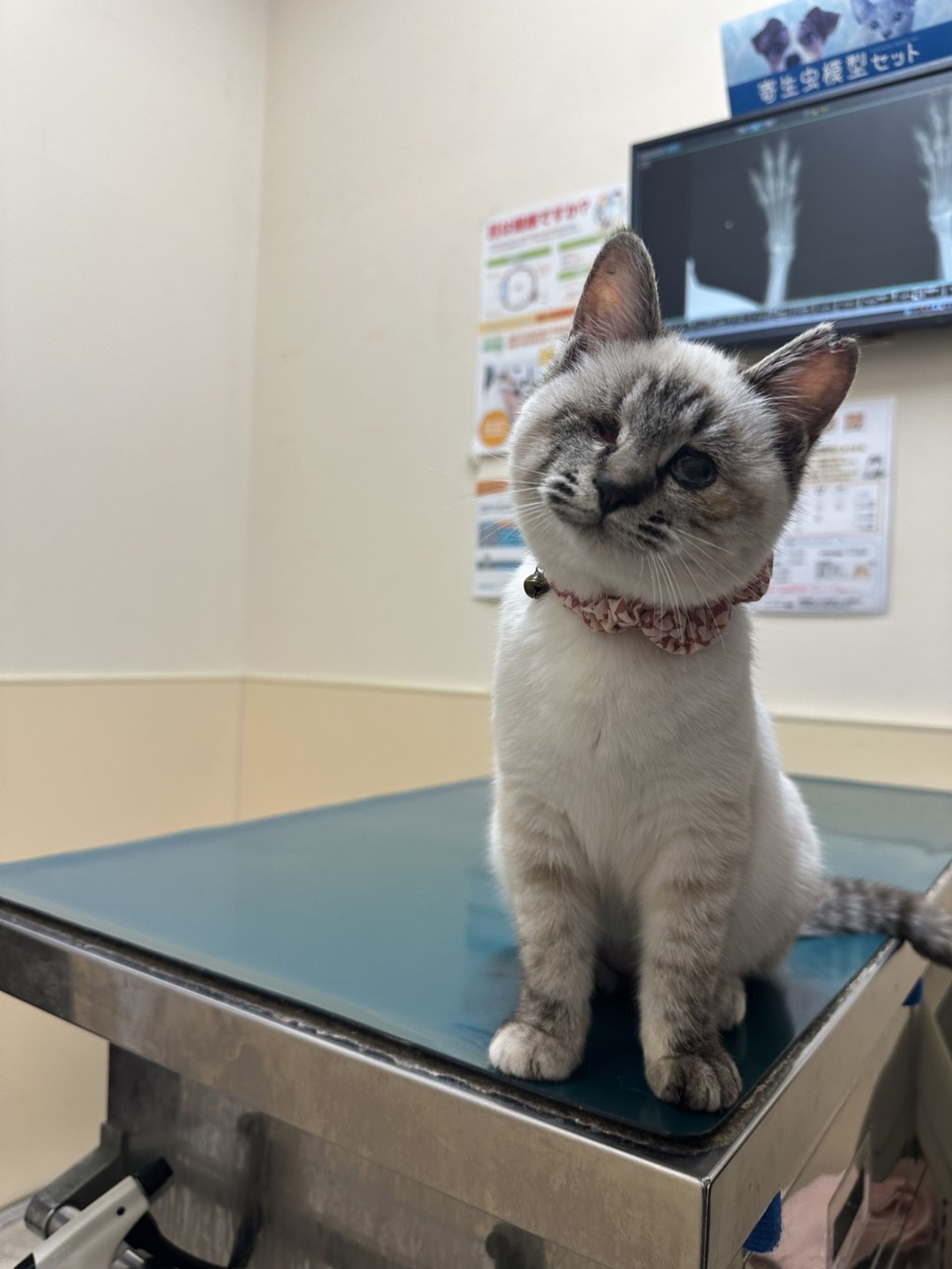 雑種（ミックス猫）・メスの里親募集の写真