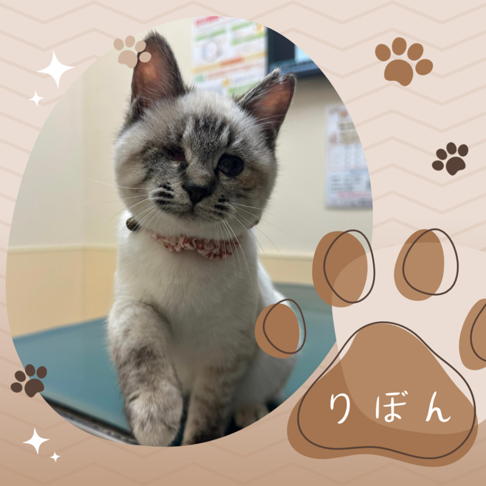pet-image-4