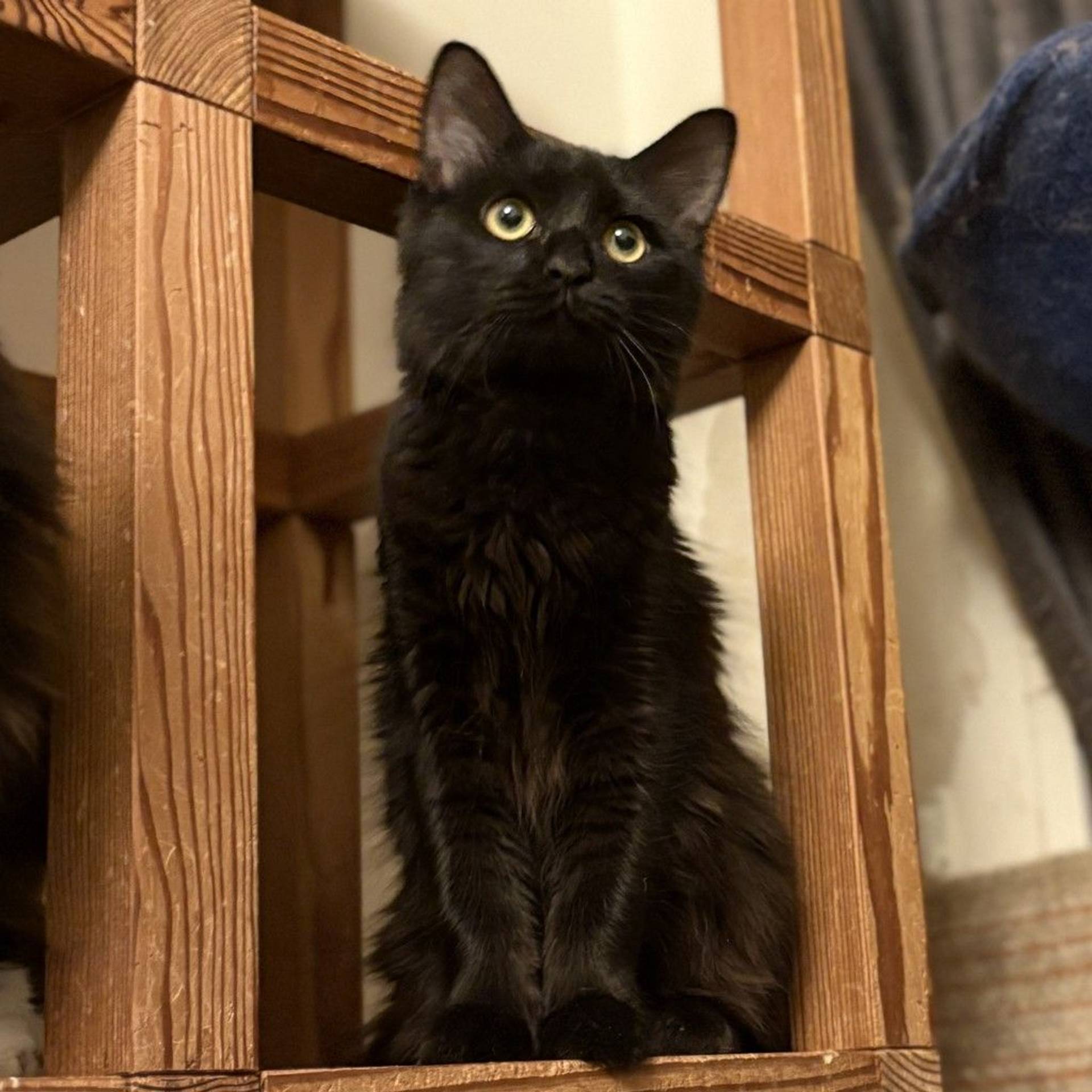 雑種（ミックス猫）・オスの里親募集の写真