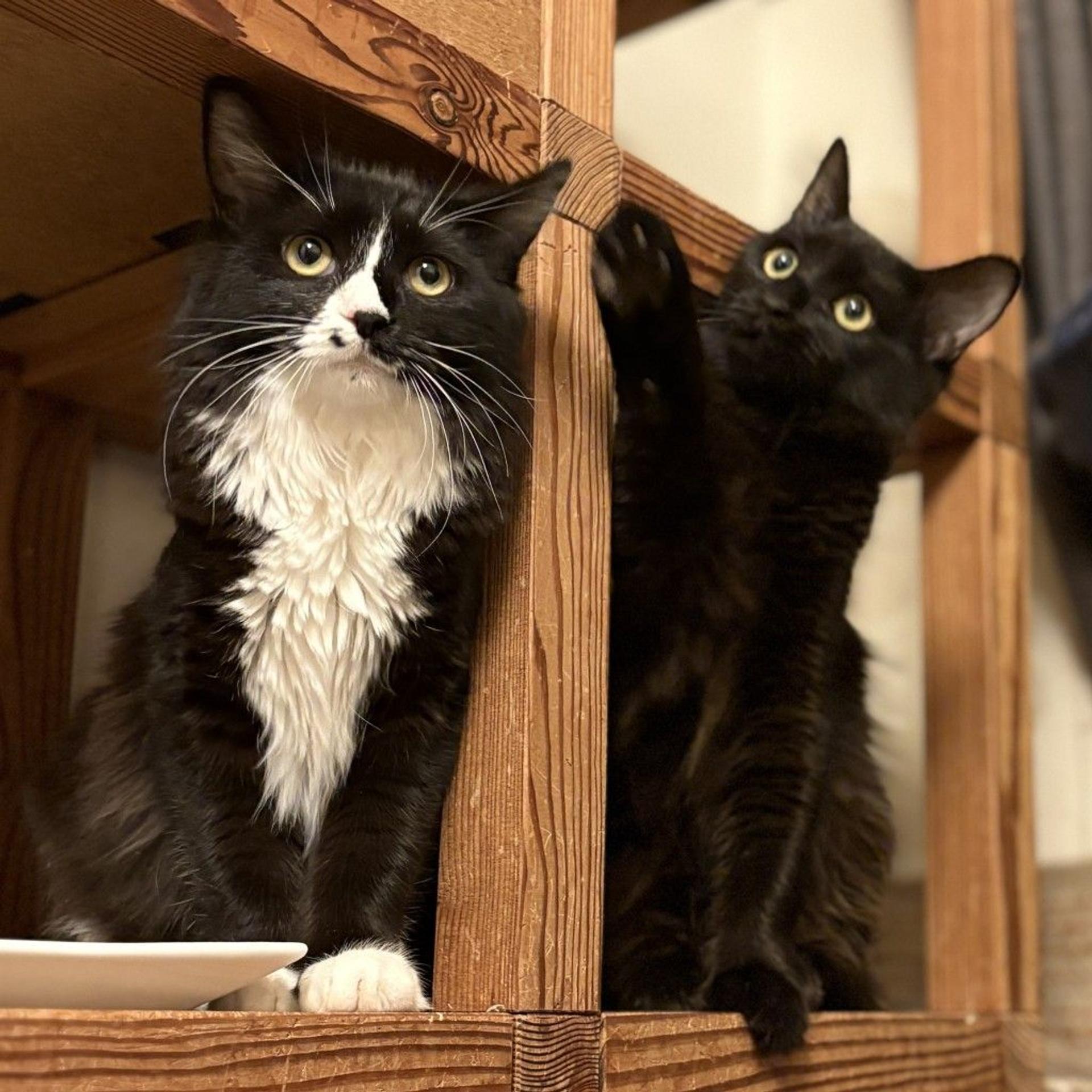 pet-image-5
