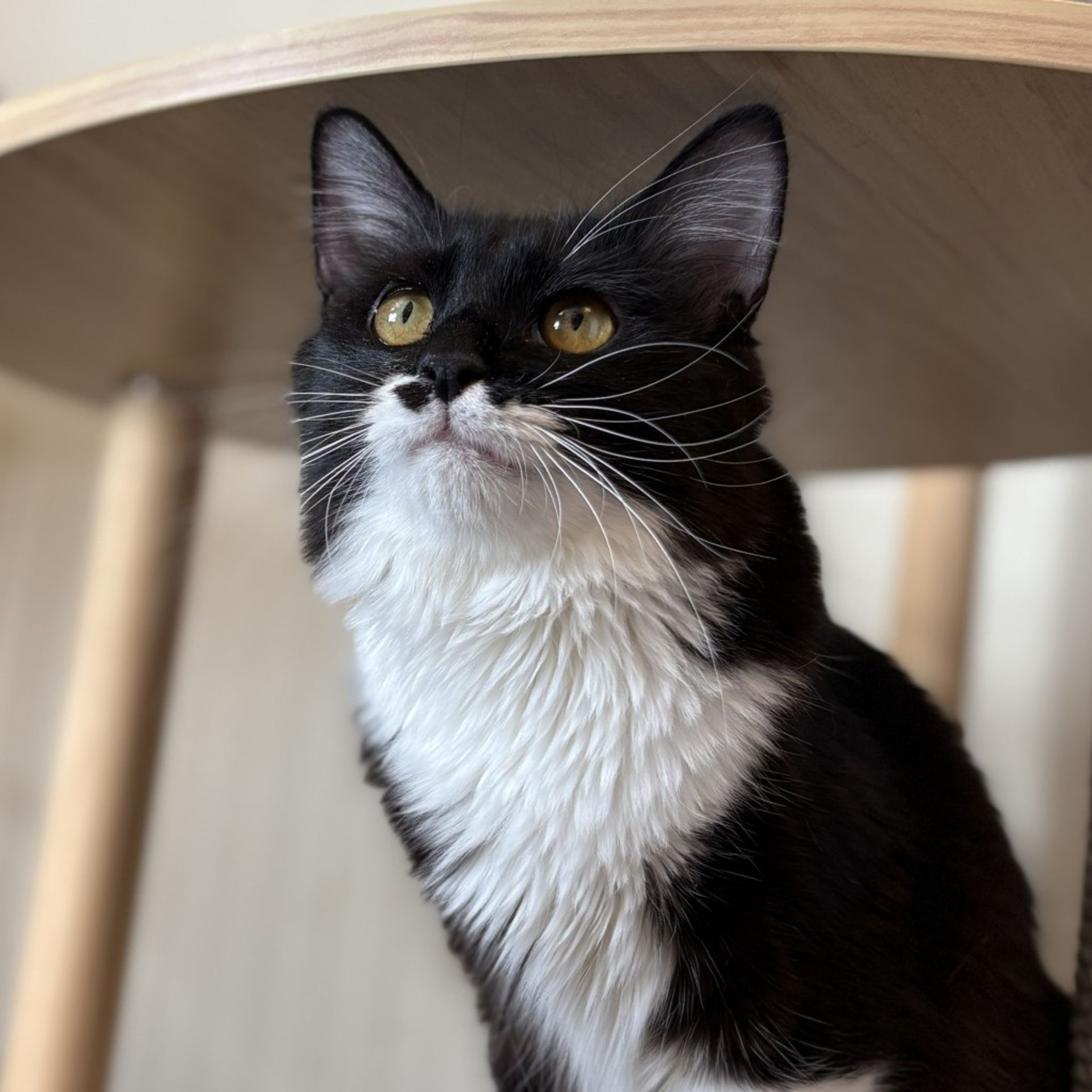 雑種（ミックス猫）・メスの里親募集の写真