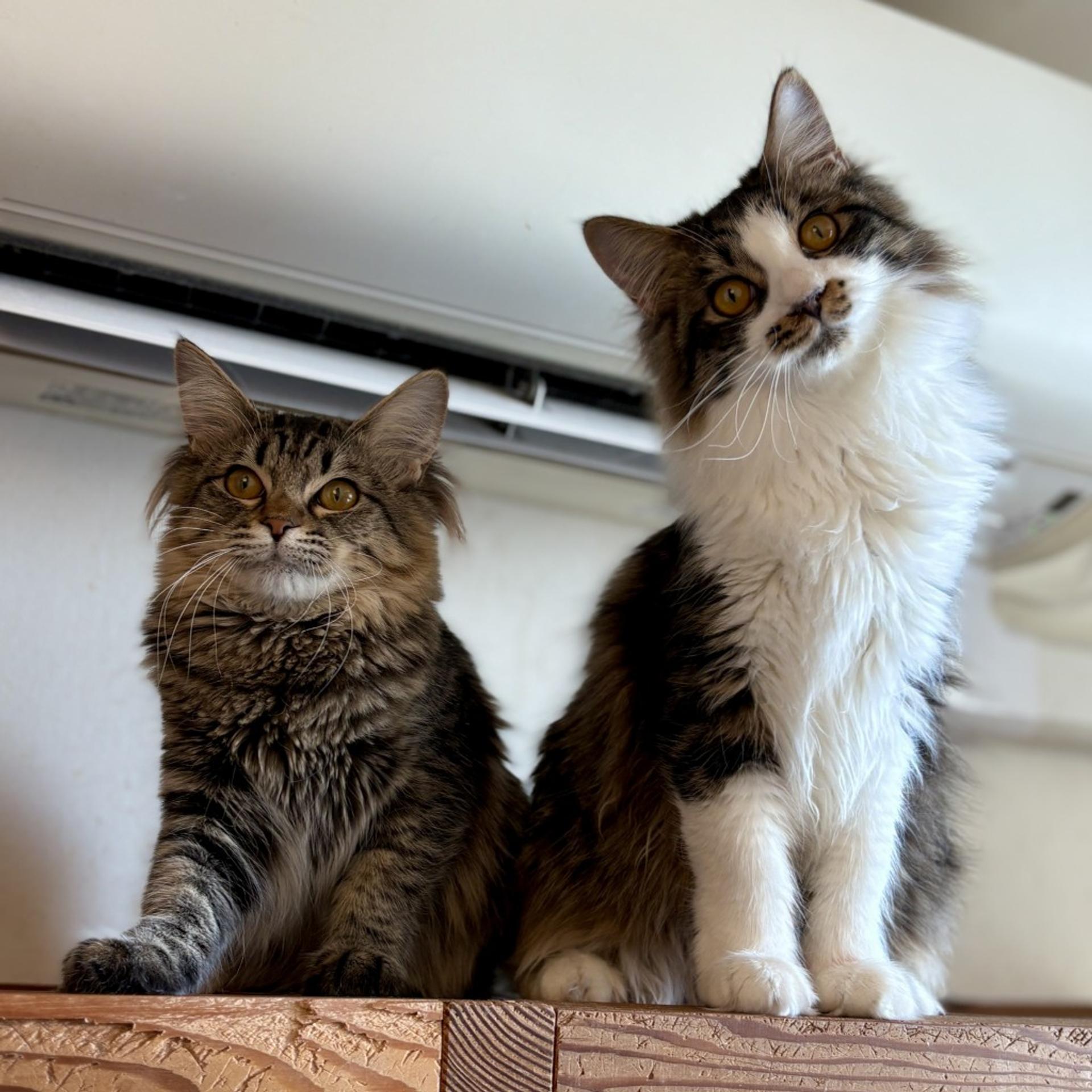 pet-image-6