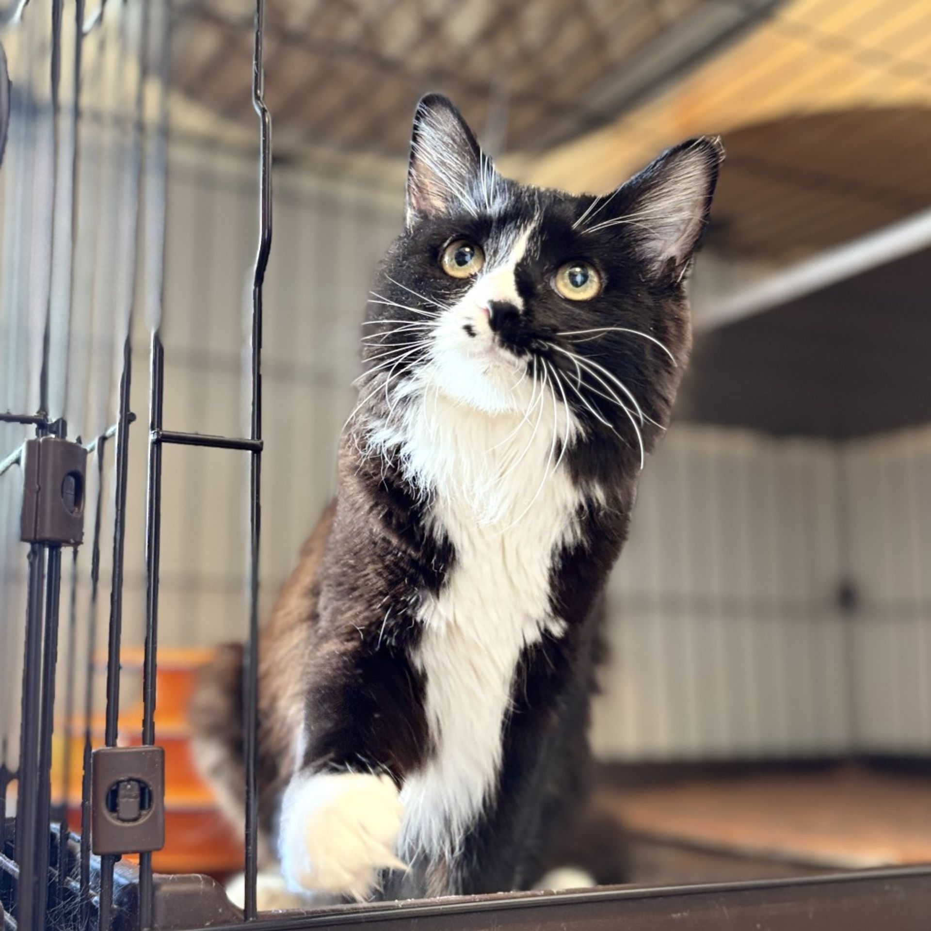 雑種（ミックス猫）・メスの里親募集の写真