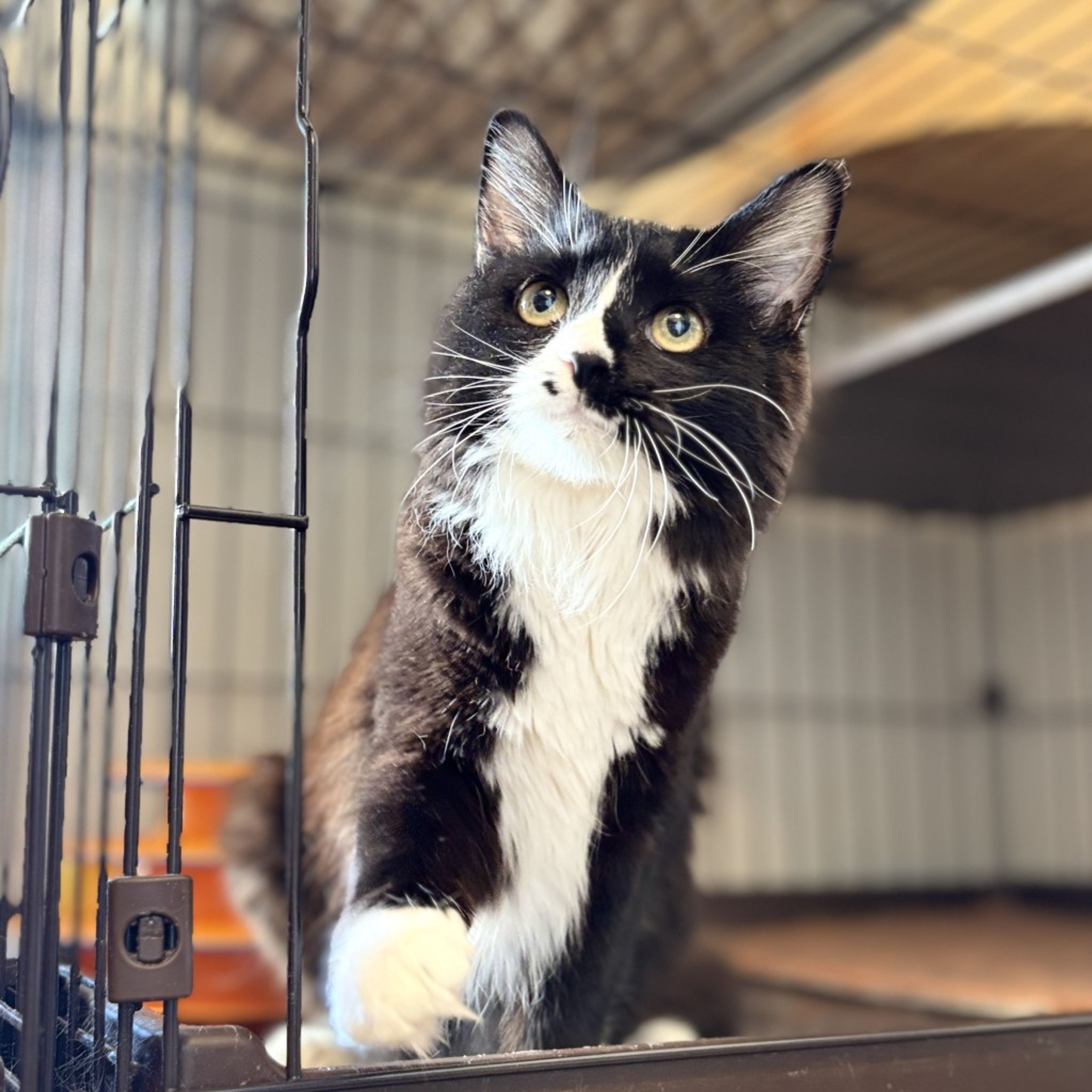 雑種（ミックス猫）・メスの里親募集の写真