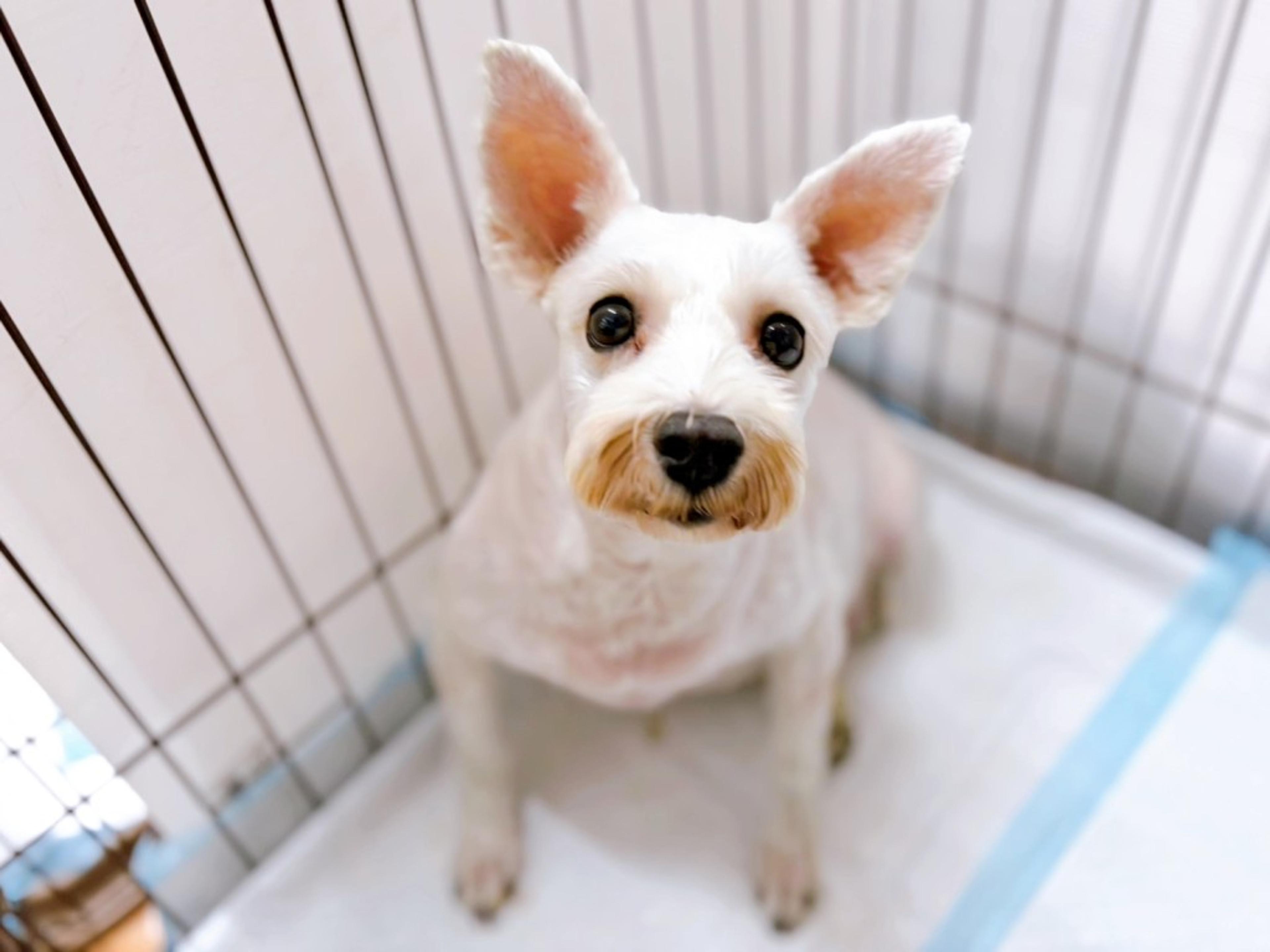pet-image-2