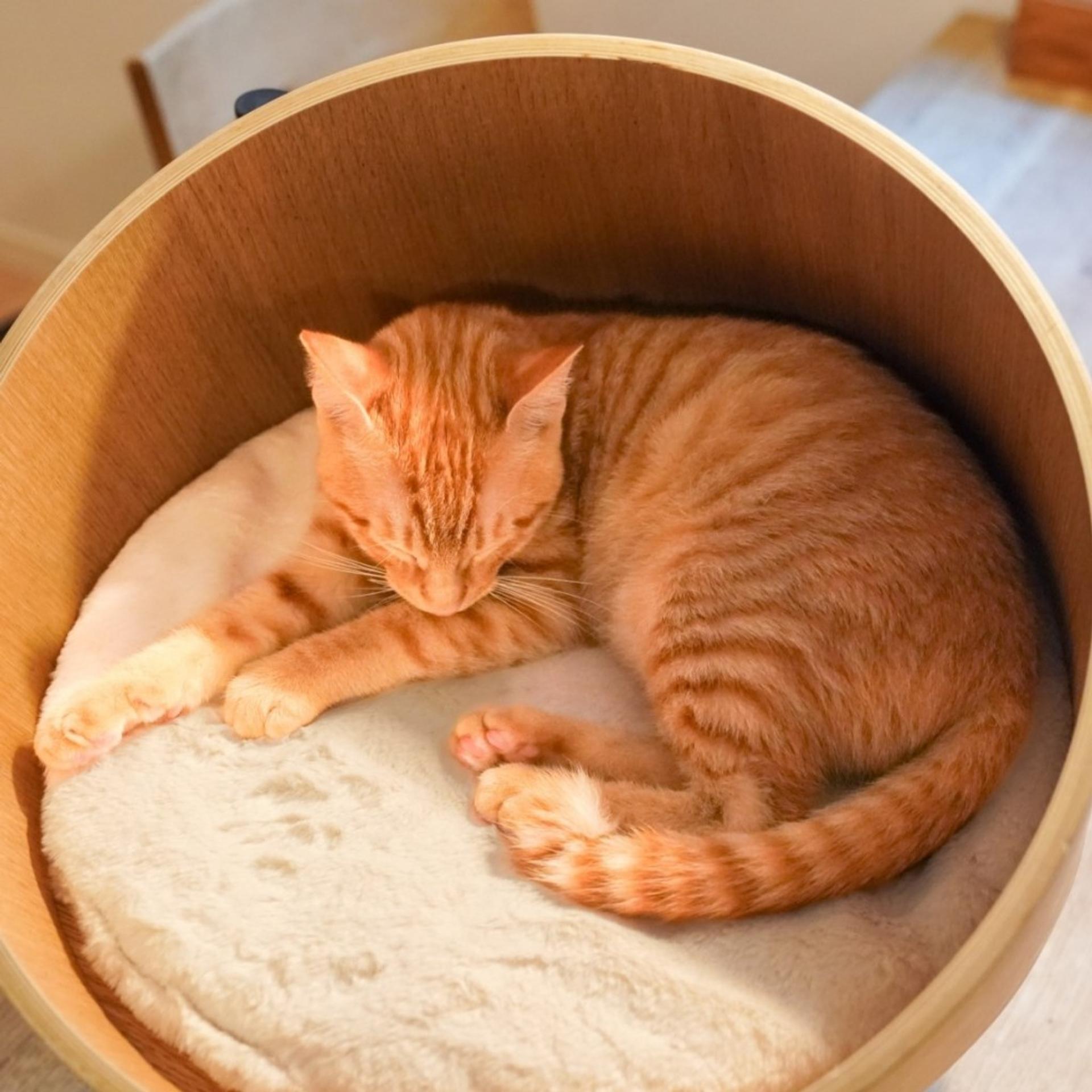 pet-image-2