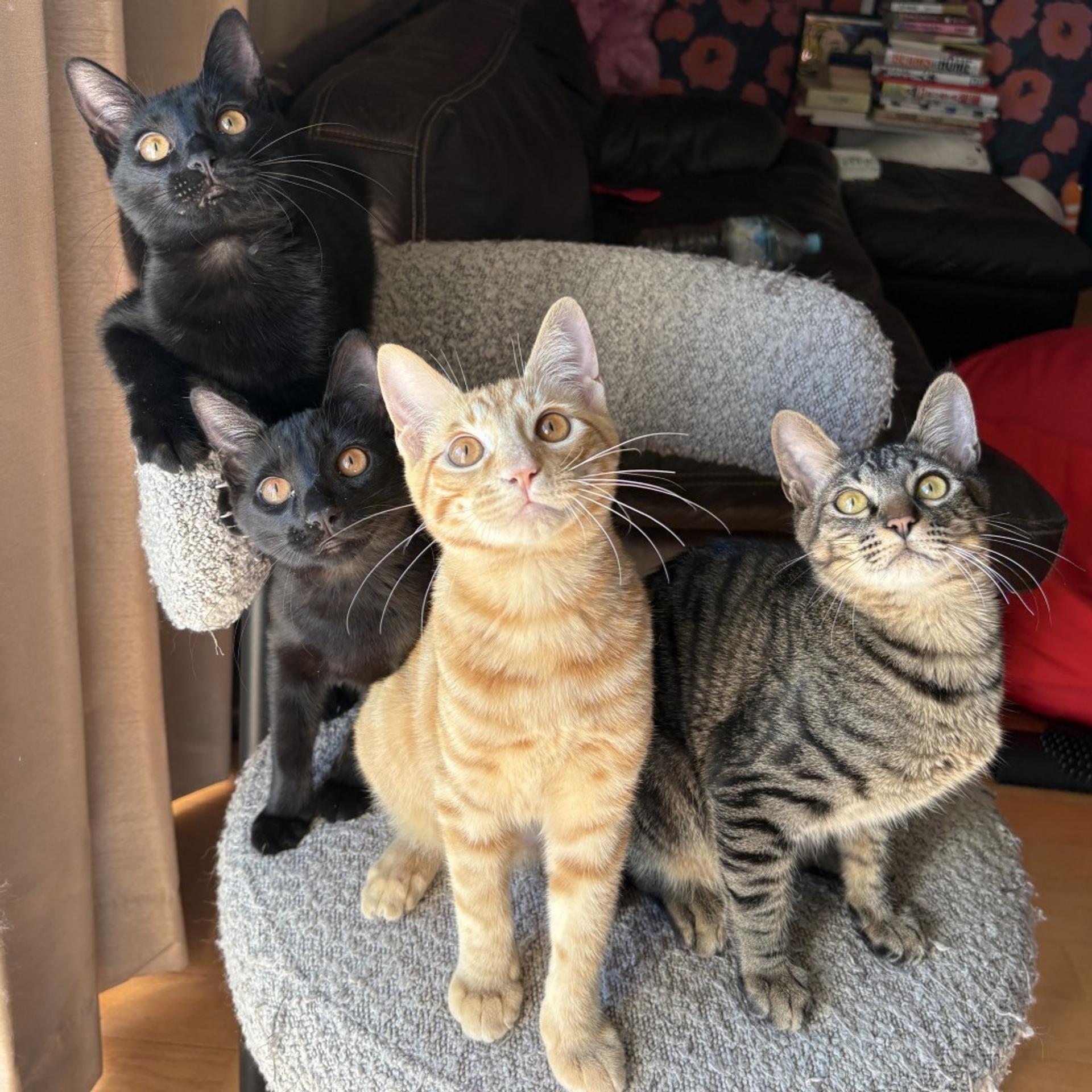 pet-image-6