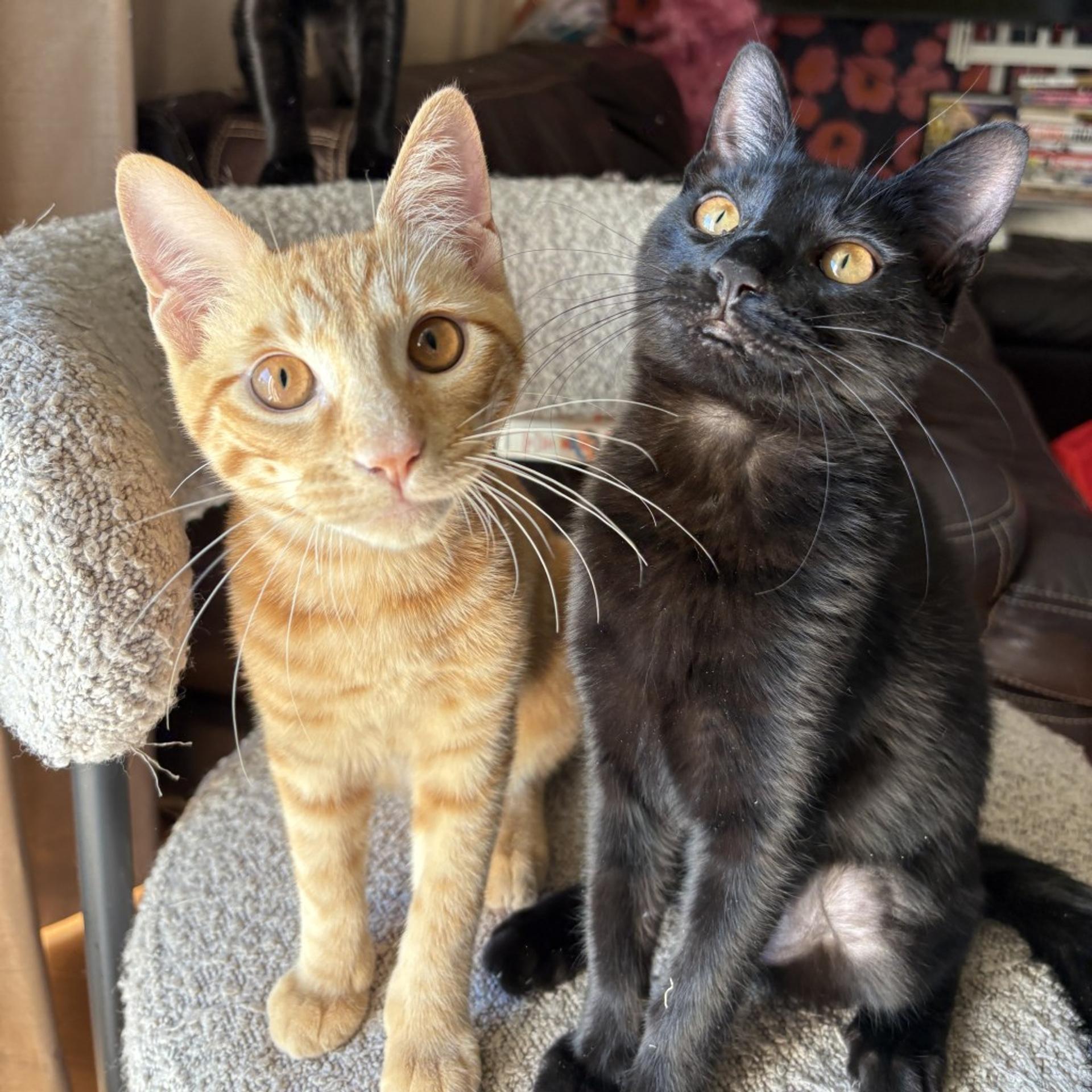 pet-image-9