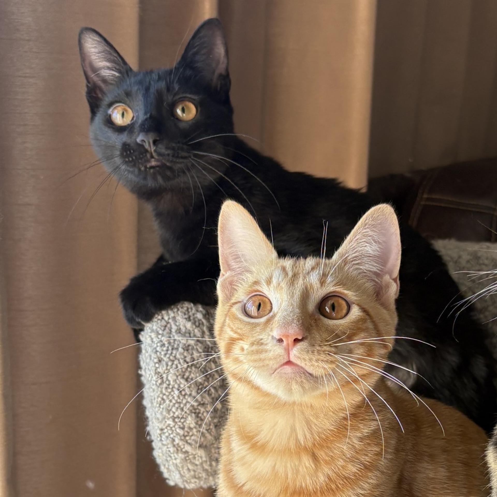 pet-image-10
