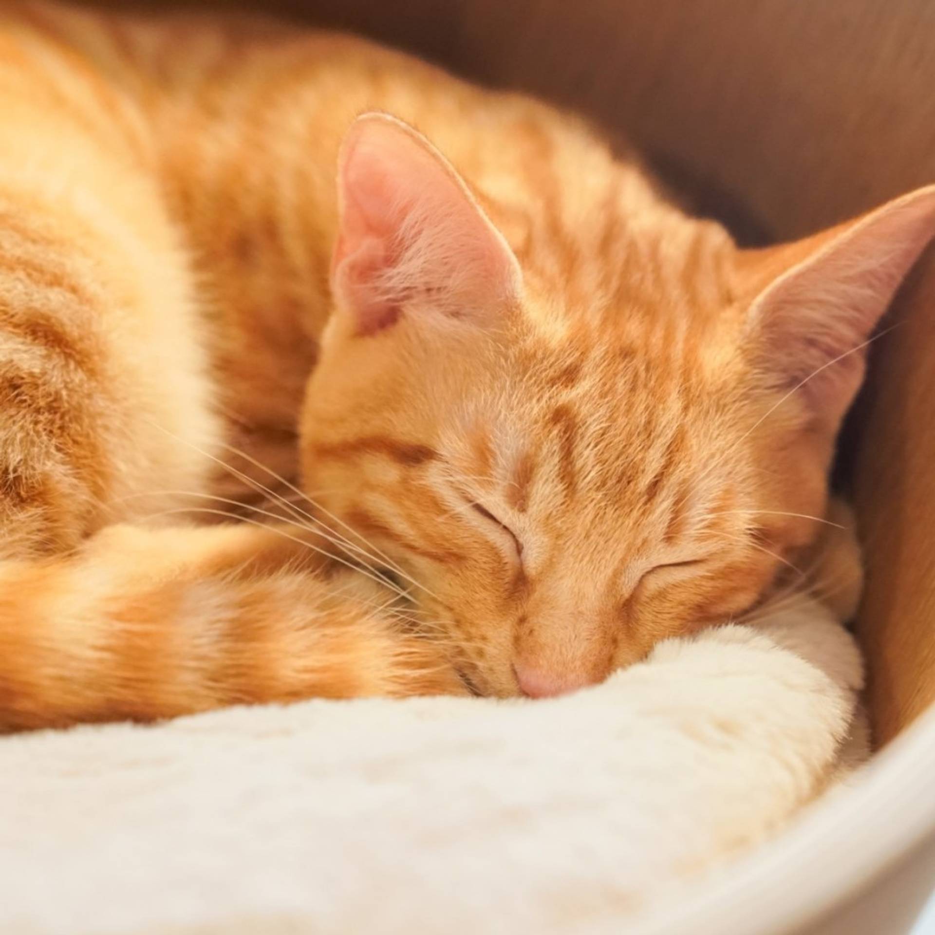 雑種（ミックス猫）・オスの里親募集の写真