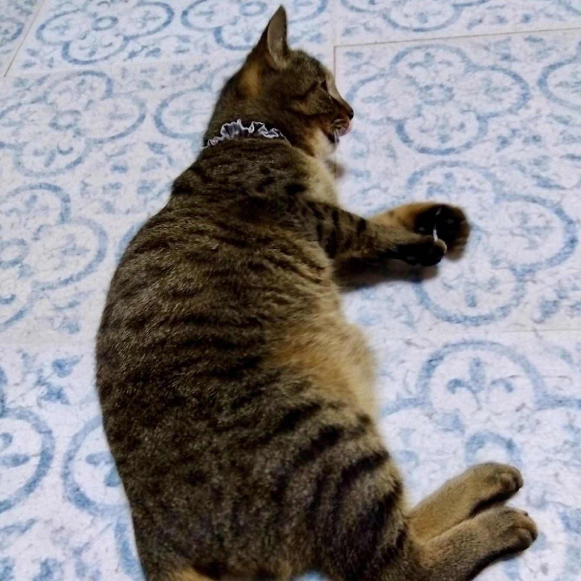 pet-image-3