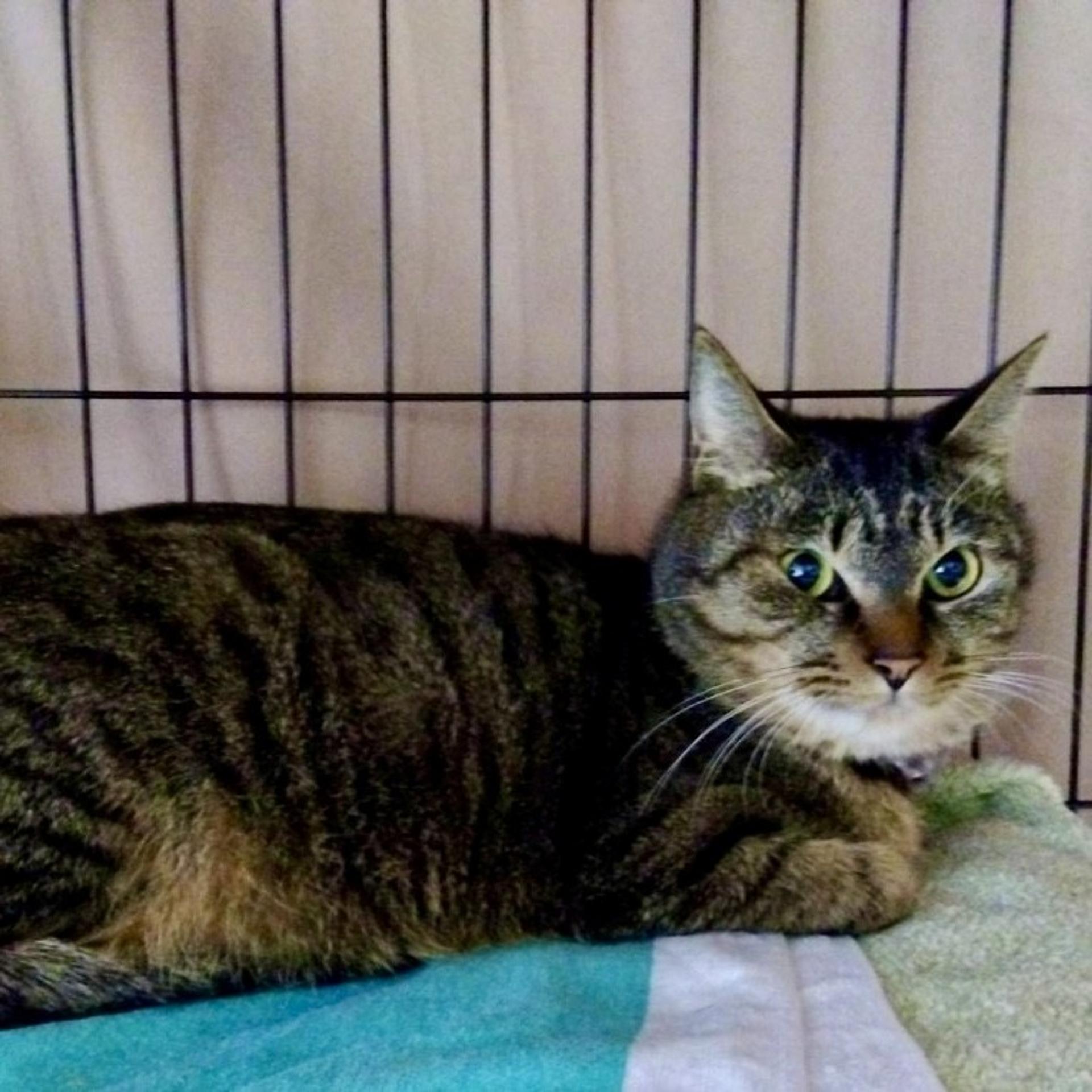 pet-image-4